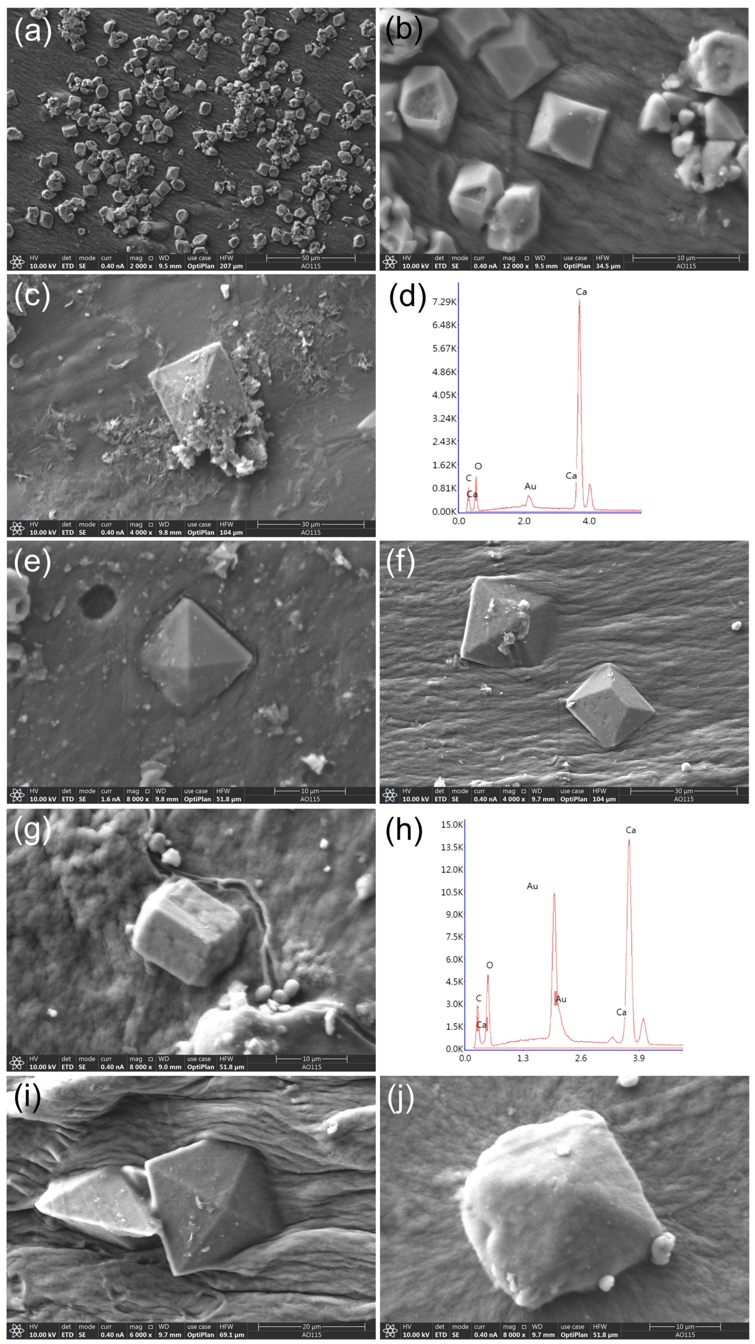 Microorganisms 11 00429 g009