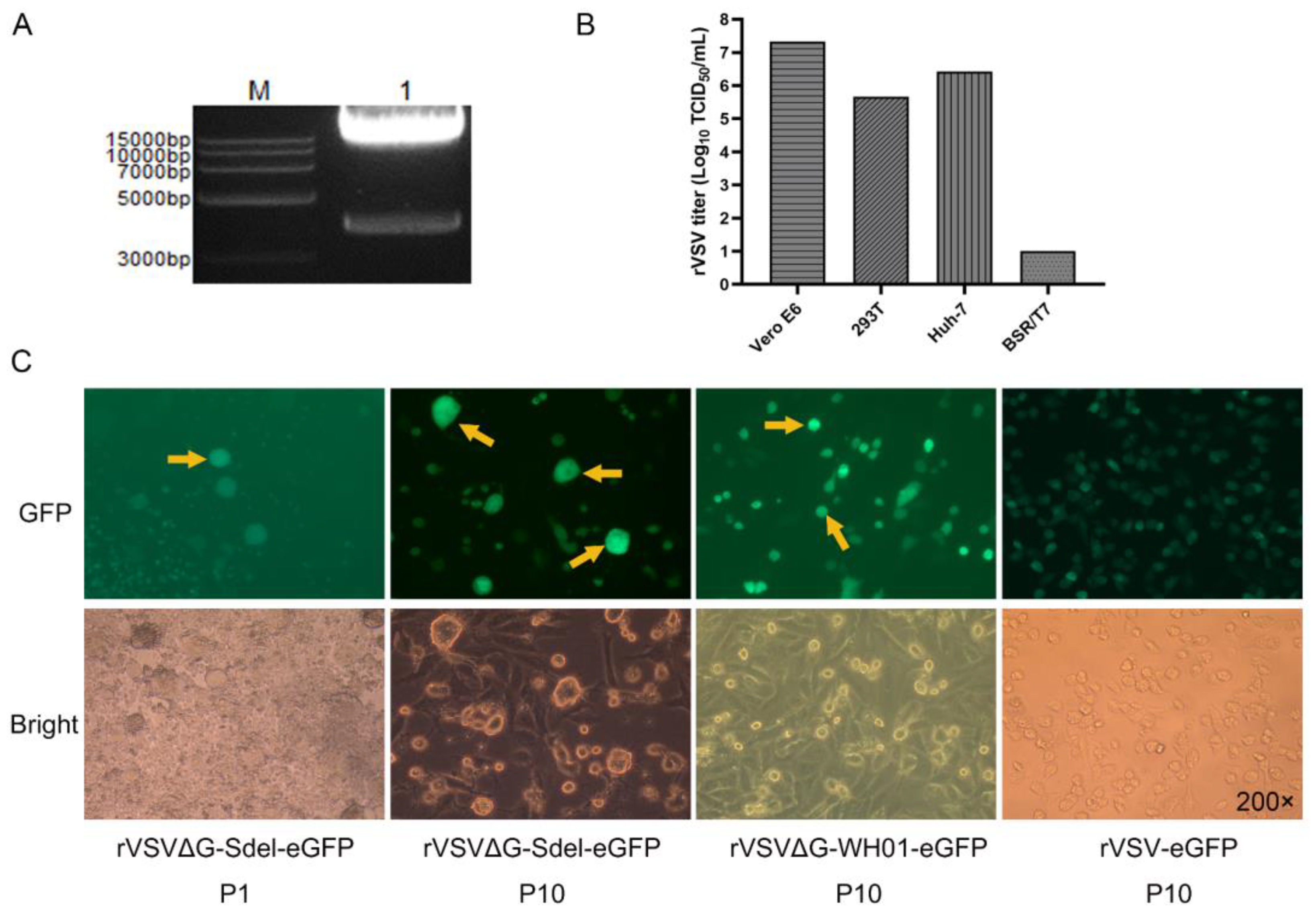 Microorganisms 11 00431 g002