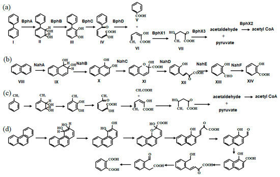 Microorganisms 11 00438 g001