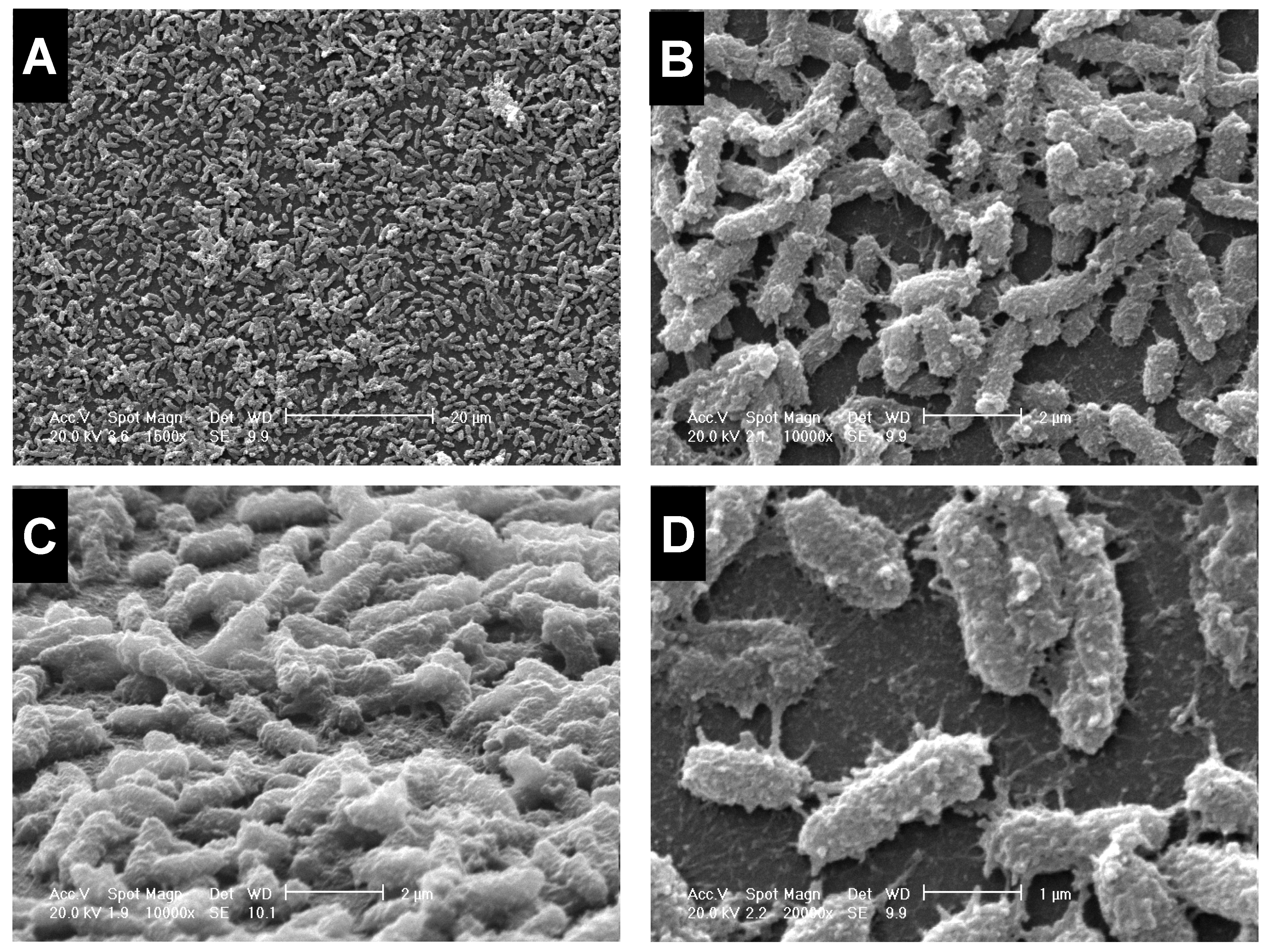 Microorganisms 11 00442 g002