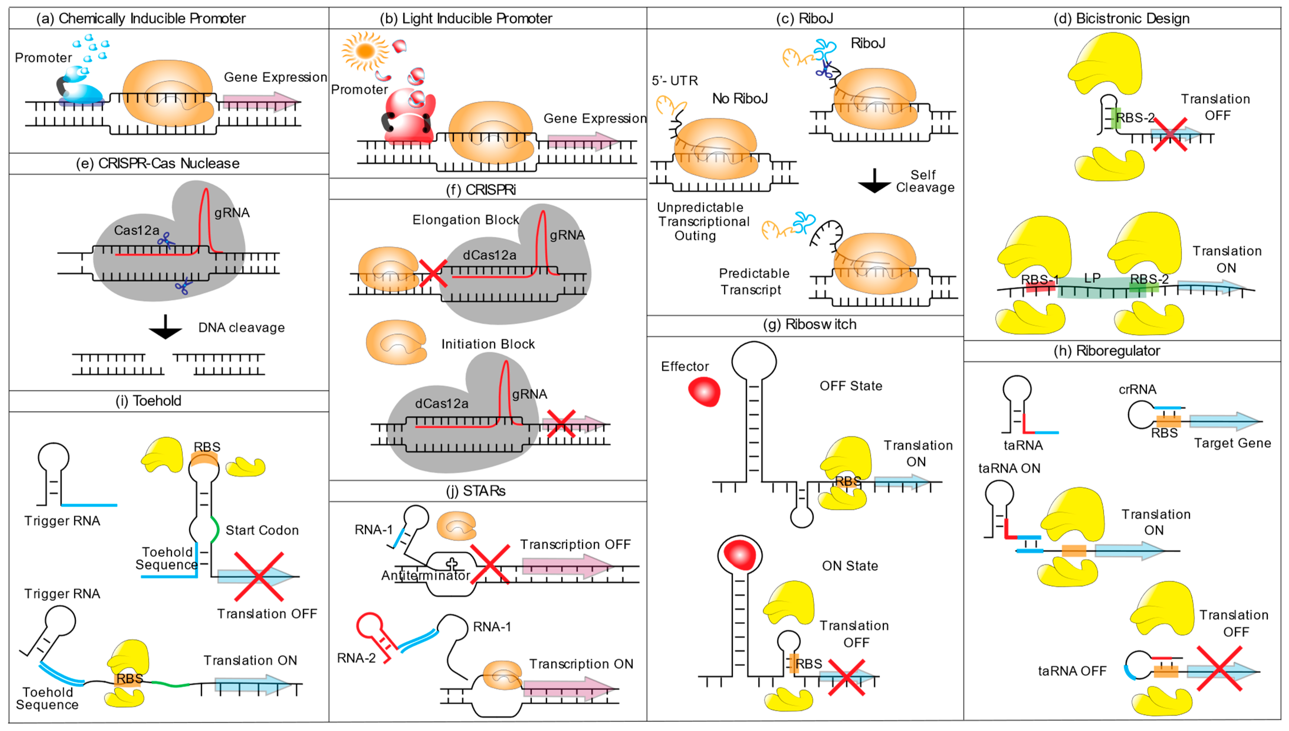 Microorganisms 11 00455 g001