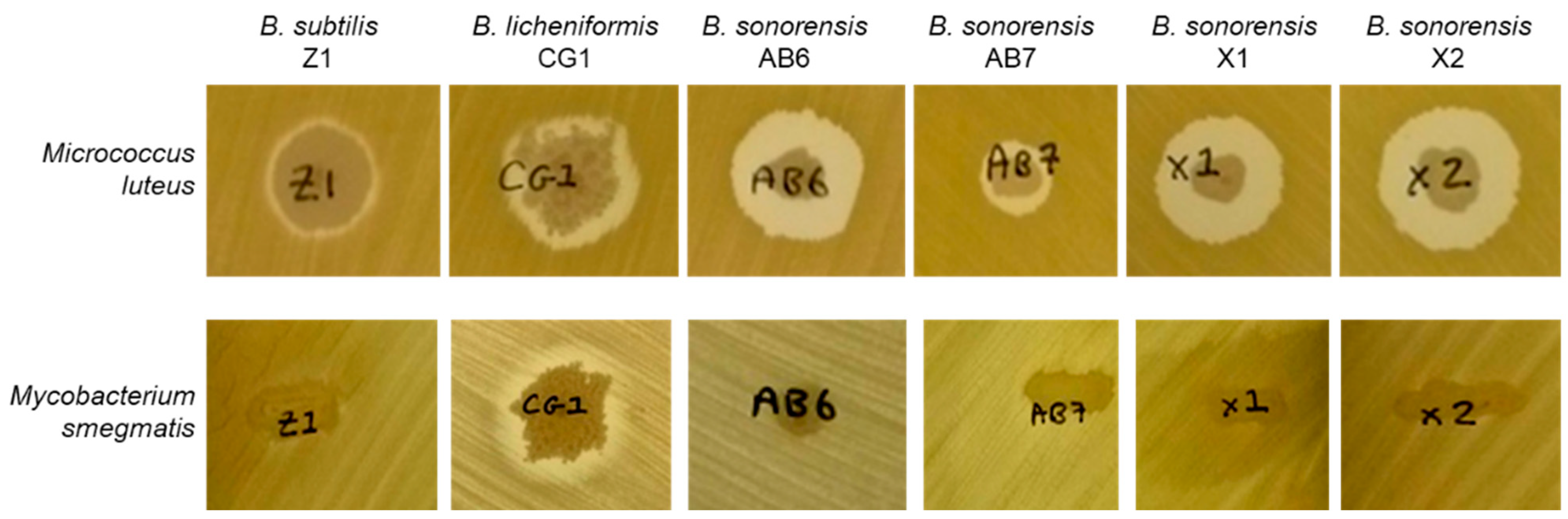 Microorganisms 11 00456 g002
