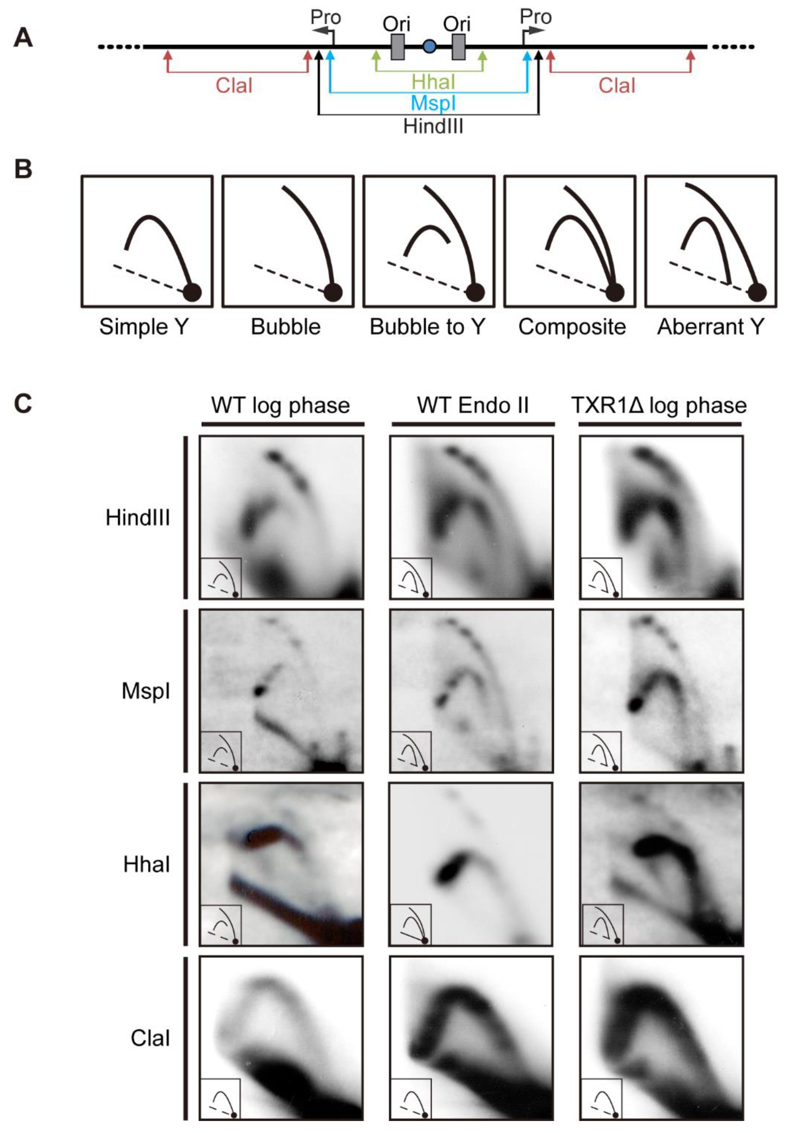 Microorganisms 11 00491 g004