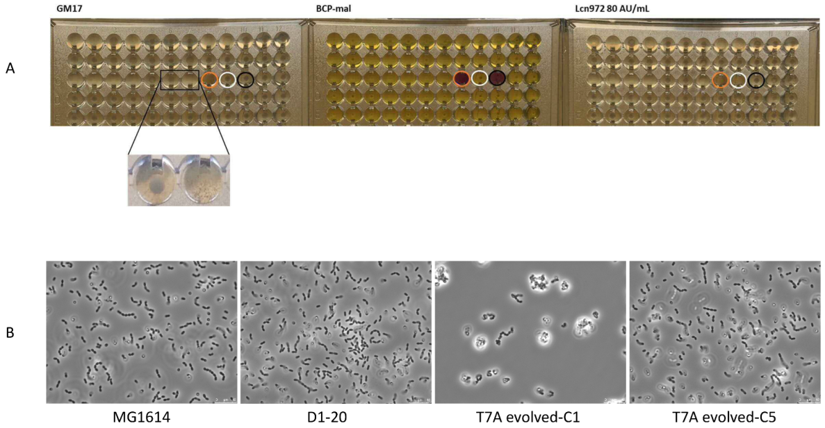 Microorganisms 11 00501 g003