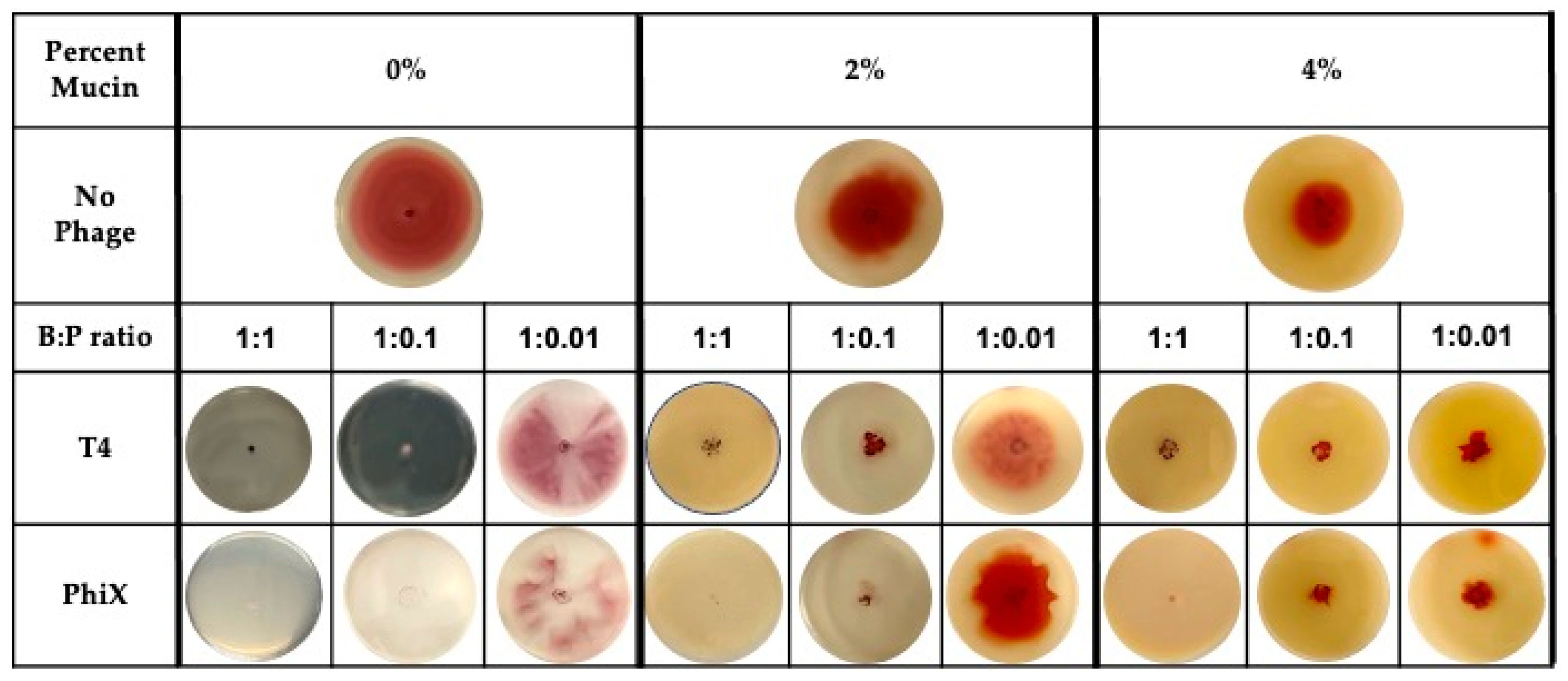 Microorganisms 11 00508 g001