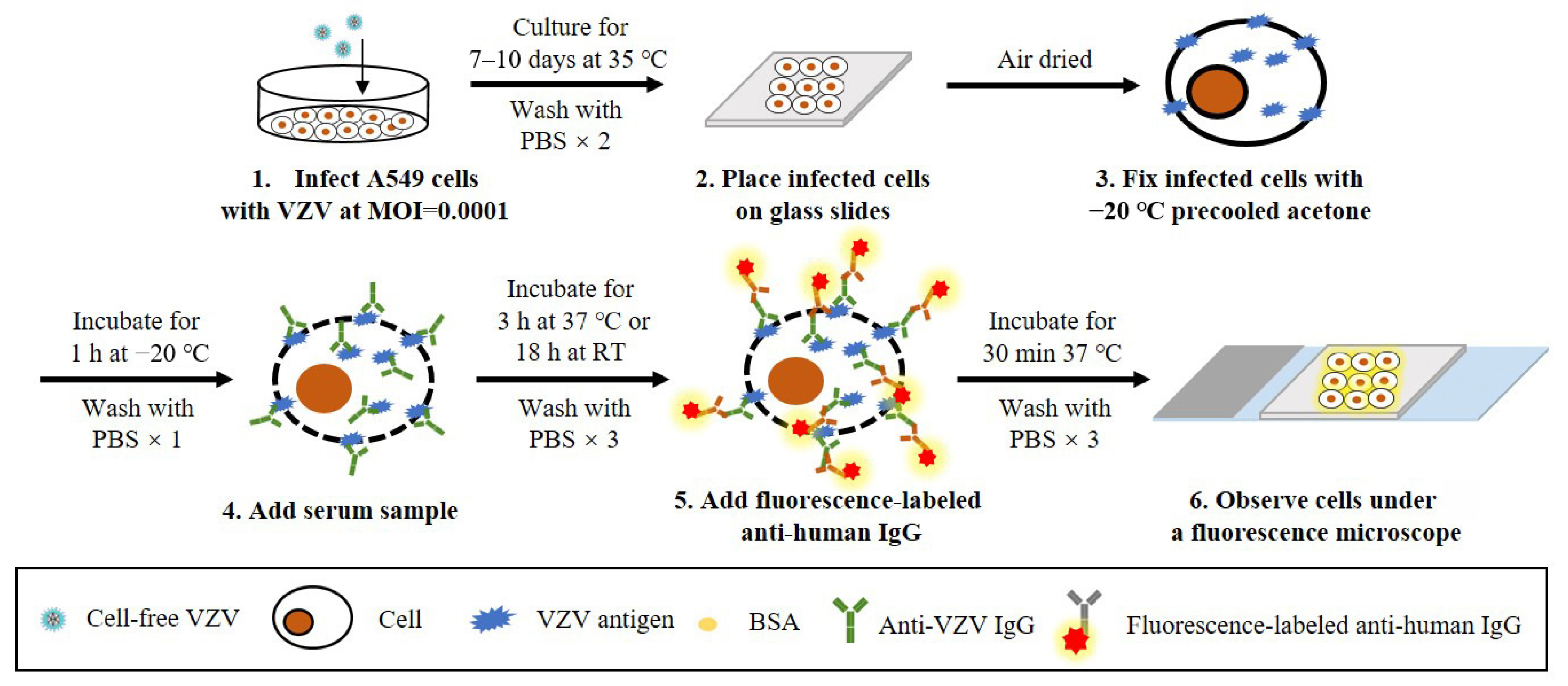 Microorganisms 11 00519 g004 Microorganisms 11 00519 g004