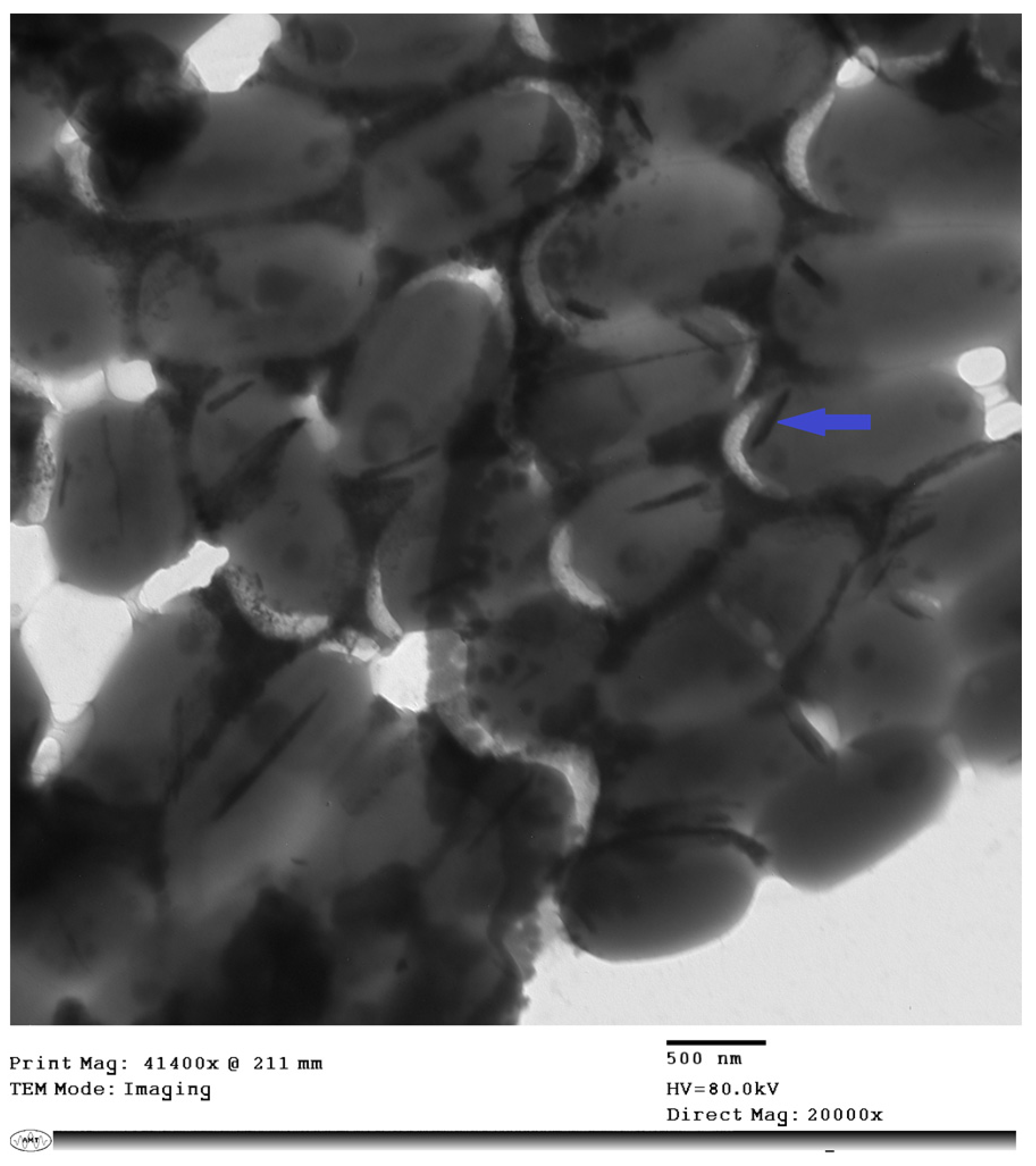 Microorganisms 11 00558 g001 Microorganisms 11 00558 g001