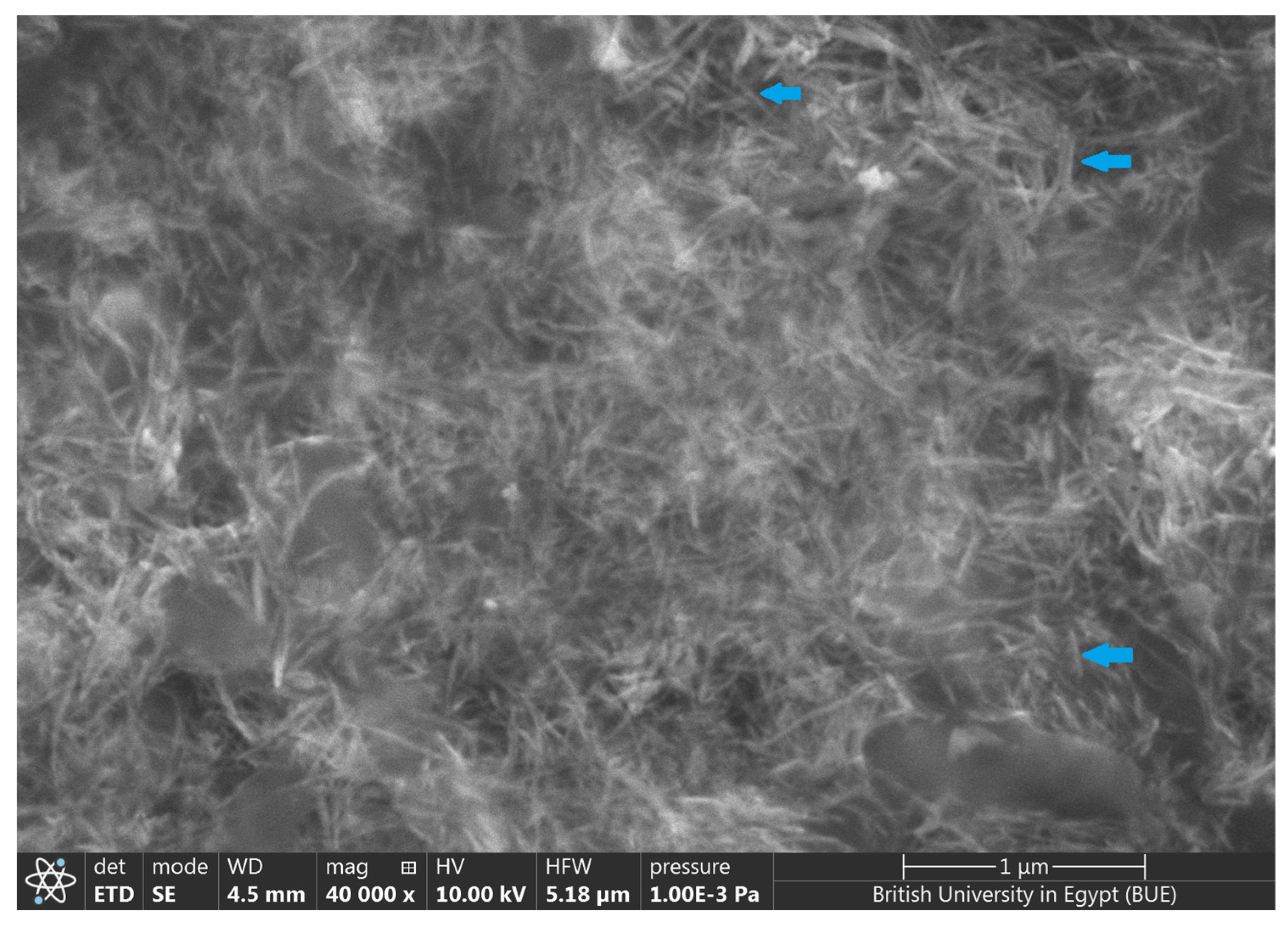 Microorganisms 11 00558 g004 Microorganisms 11 00558 g004