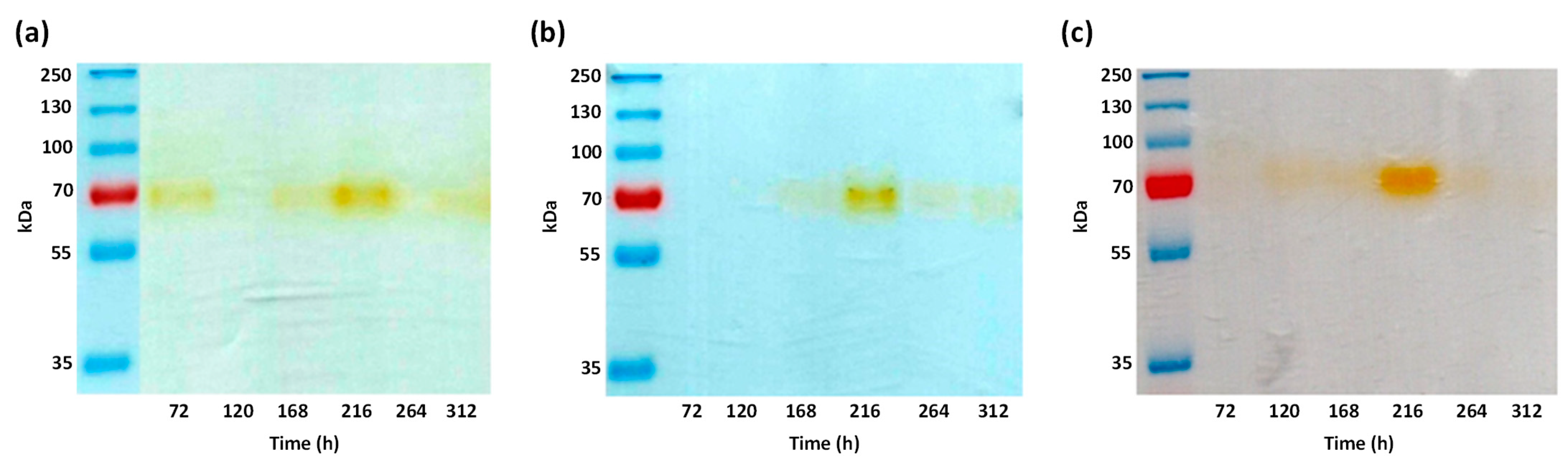 Microorganisms 11 00568 g002 Microorganisms 11 00568 g002