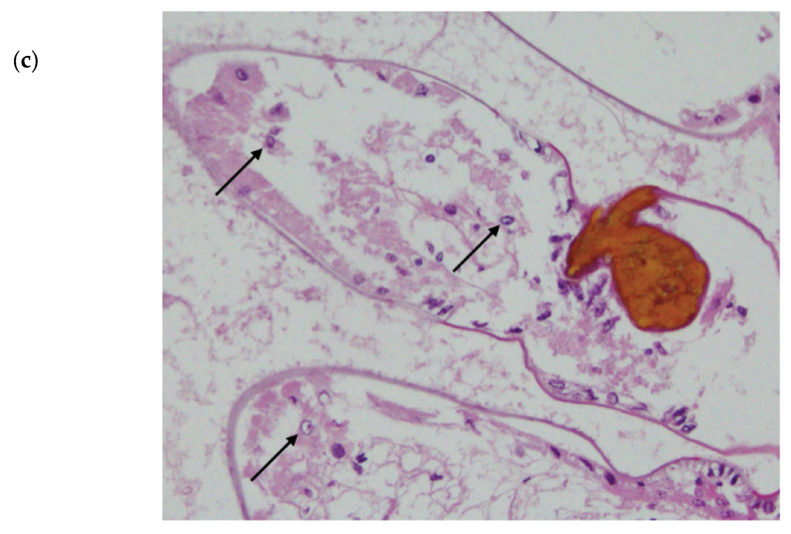 Microorganisms 11 00578 g005b