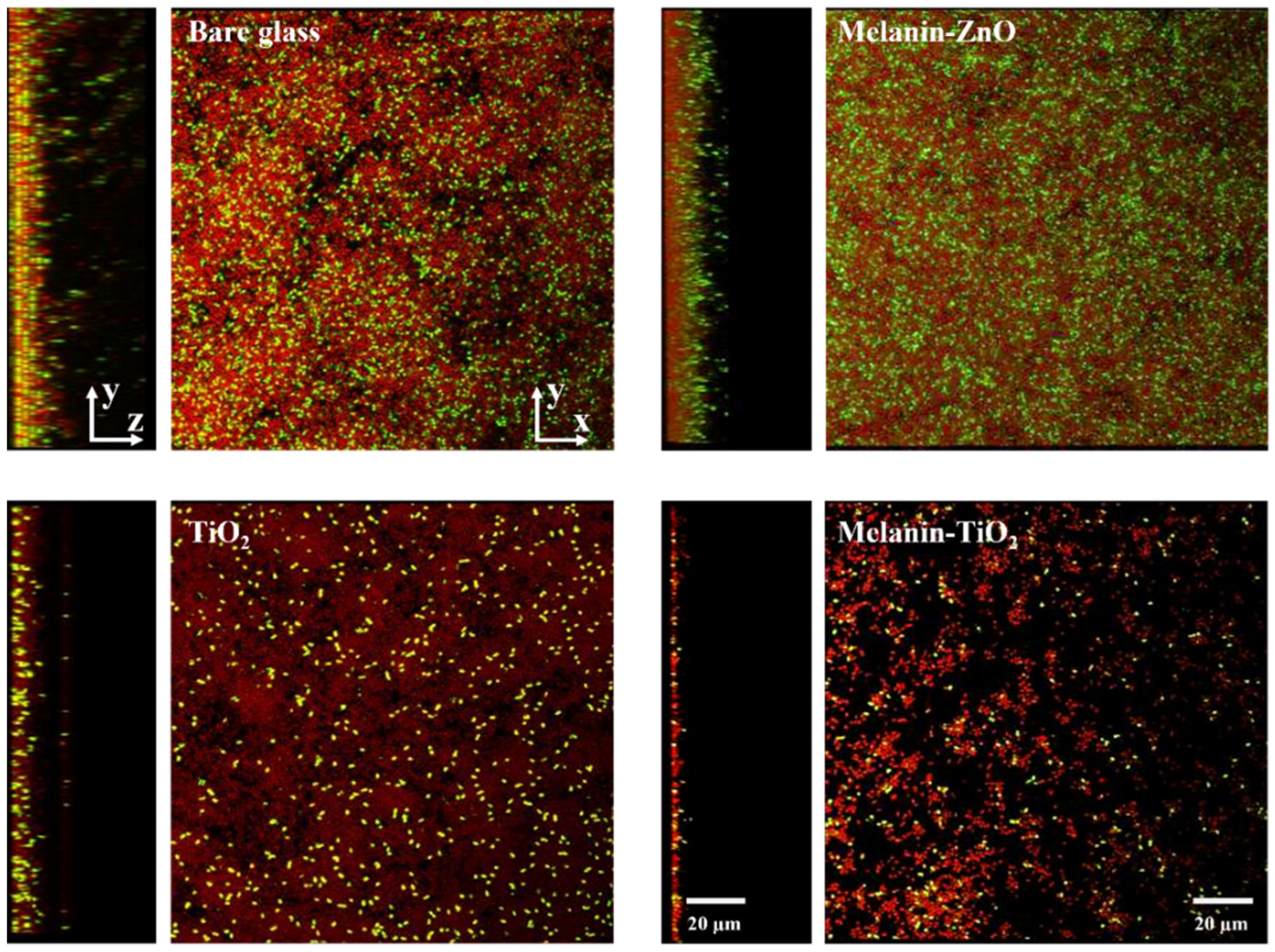 Microorganisms 11 00621 g005