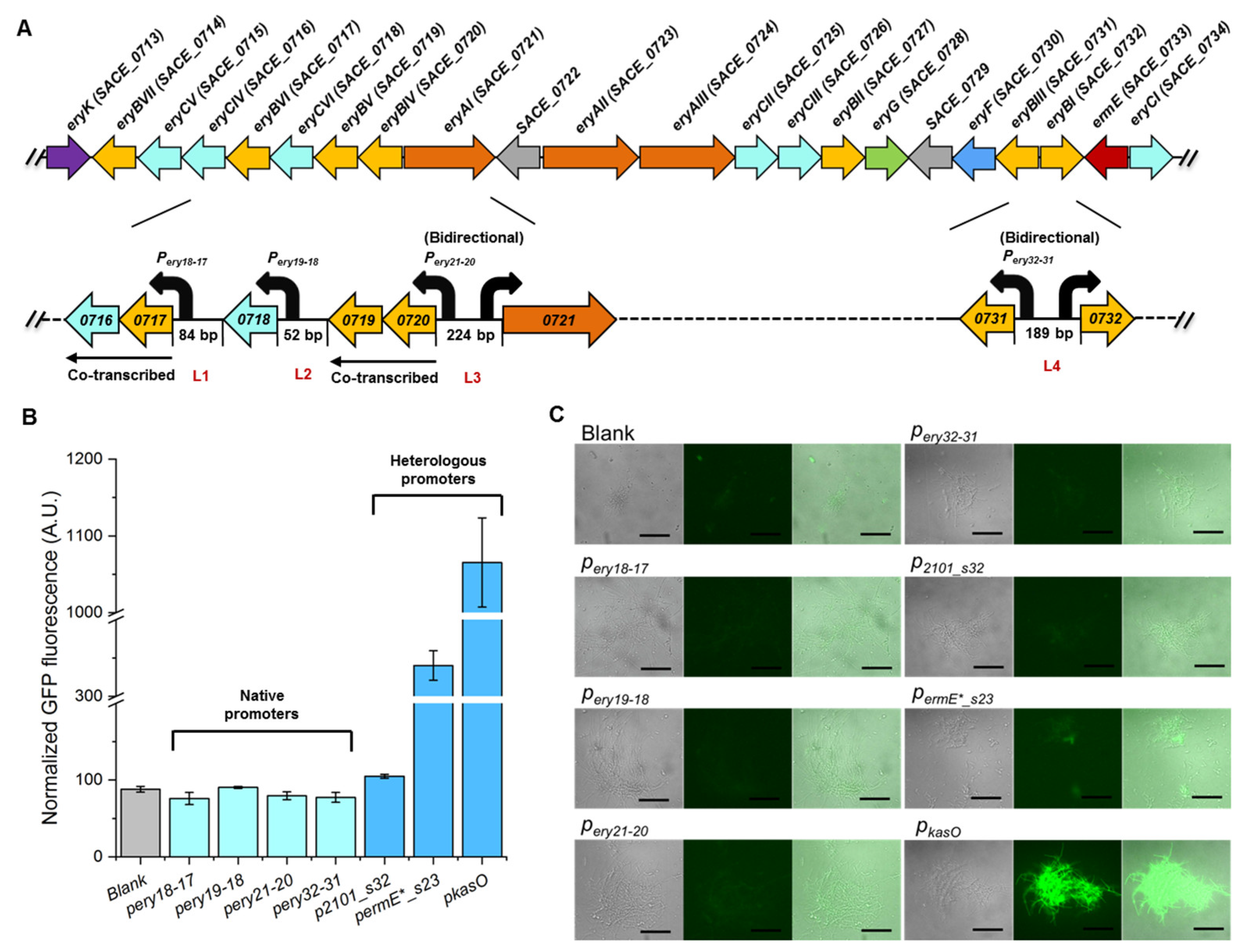 Microorganisms 11 00623 g001