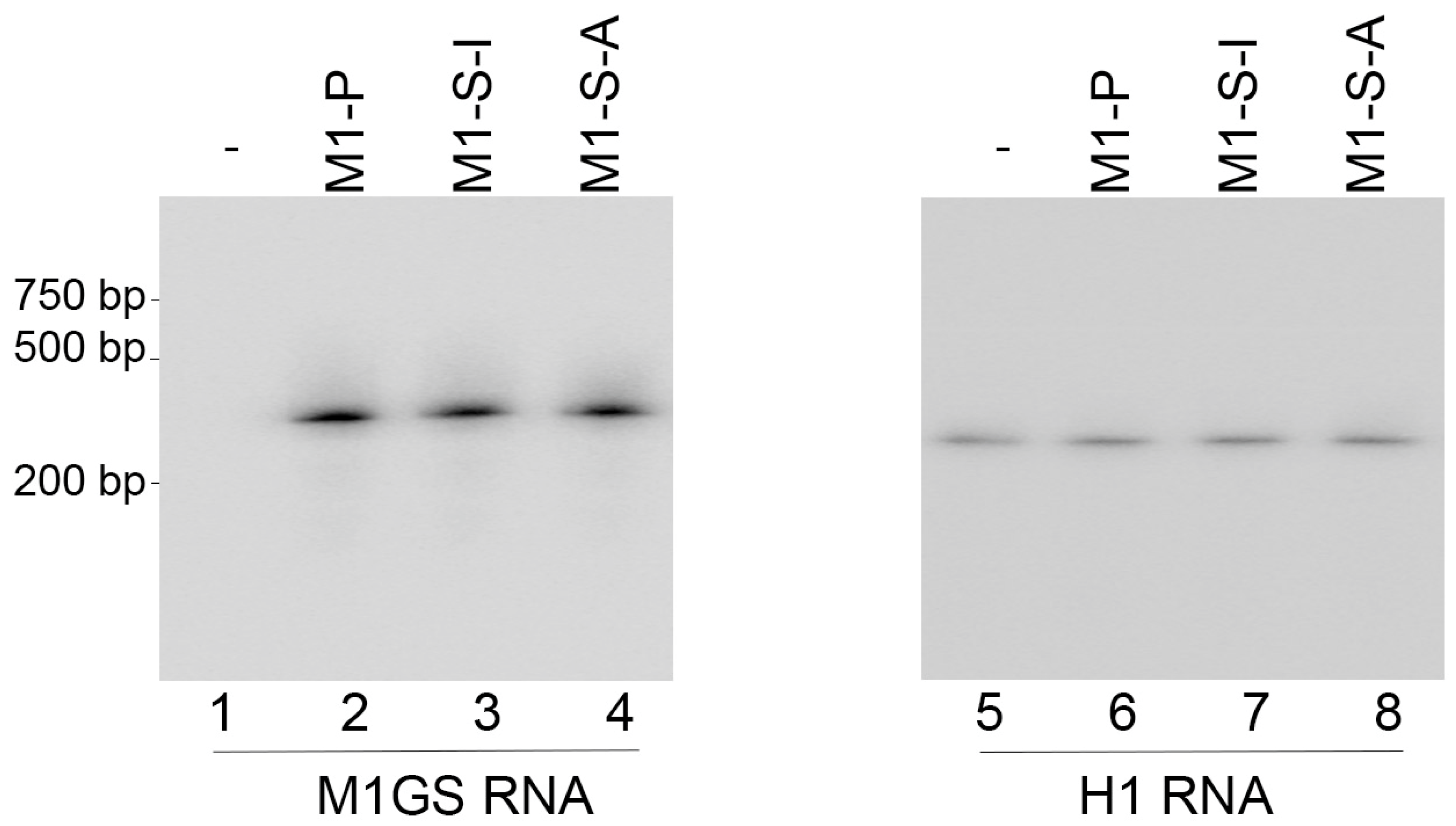Microorganisms 11 00654 g001 Microorganisms 11 00654 g001