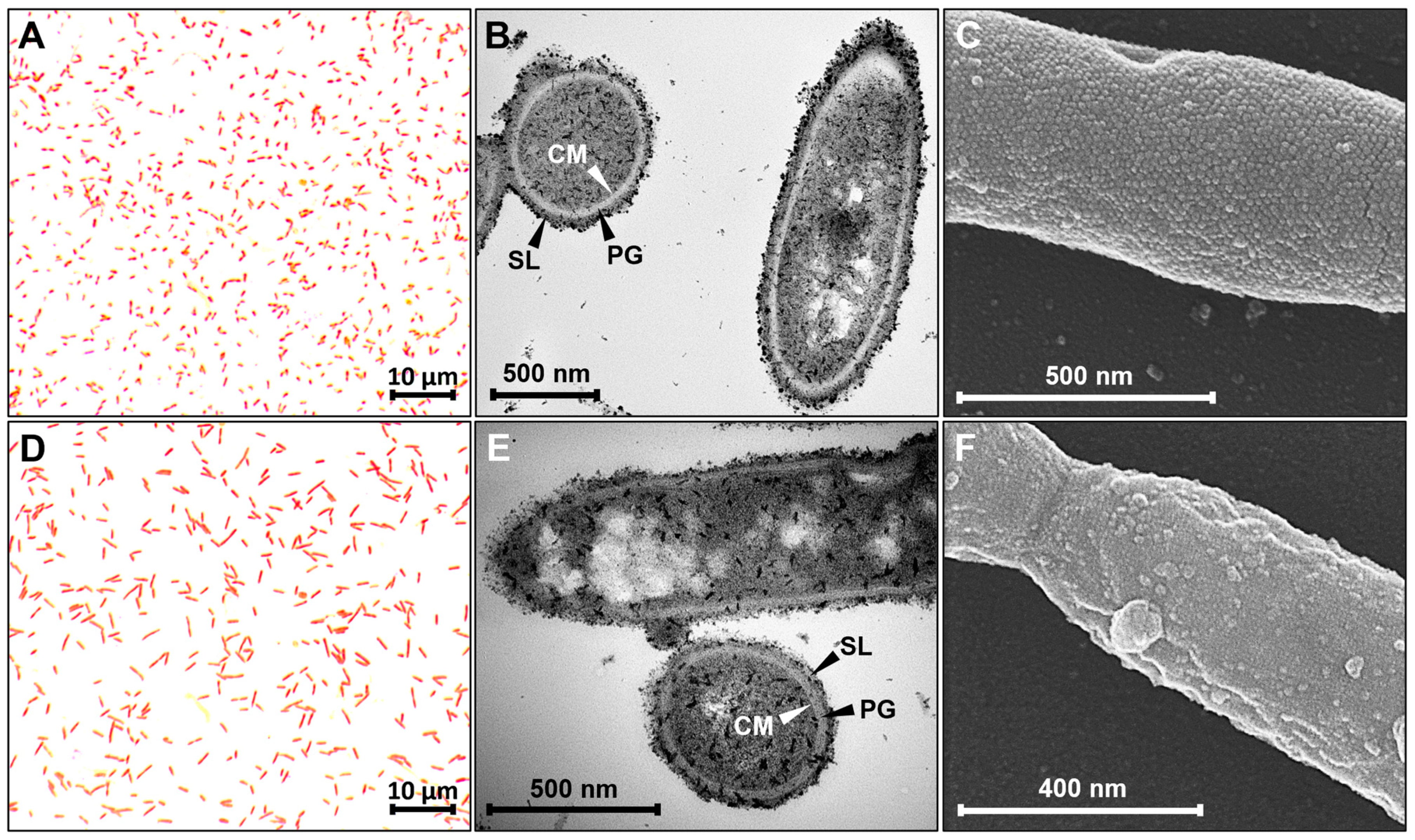 Microorganisms 11 00685 g001 Microorganisms 11 00685 g001
