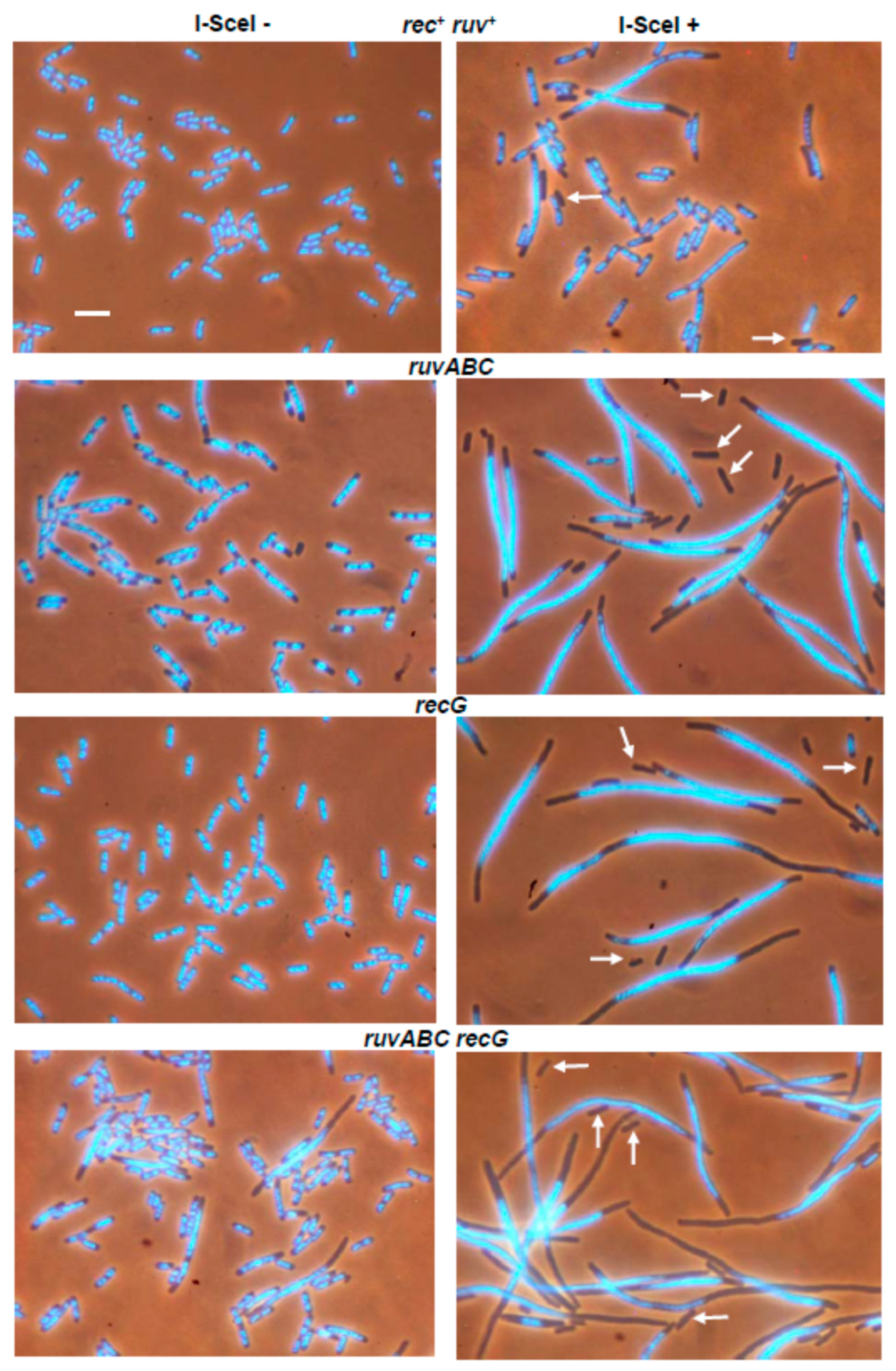 Microorganisms 11 00701 g001 Microorganisms 11 00701 g001