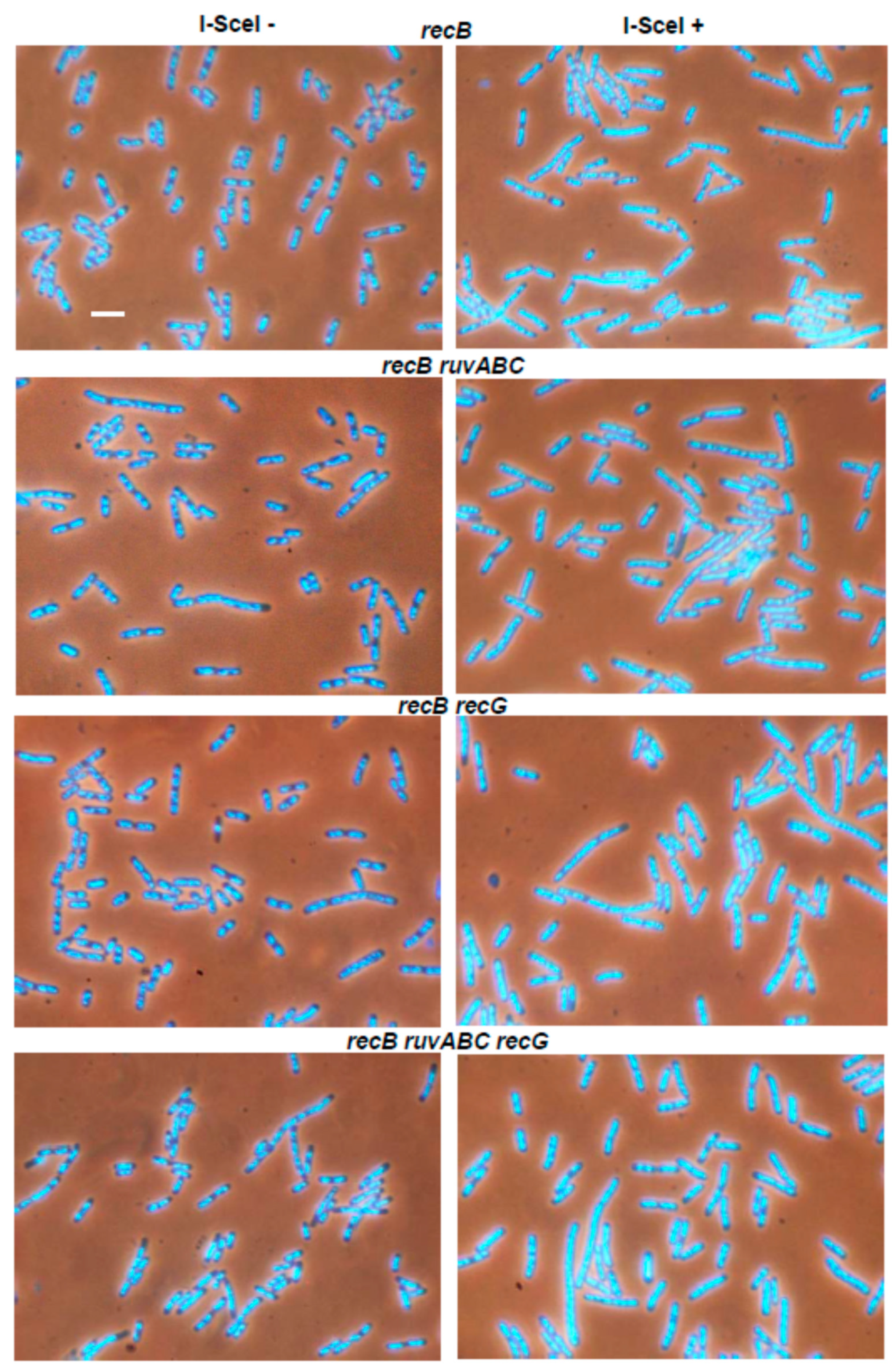 Microorganisms 11 00701 g002 Microorganisms 11 00701 g002