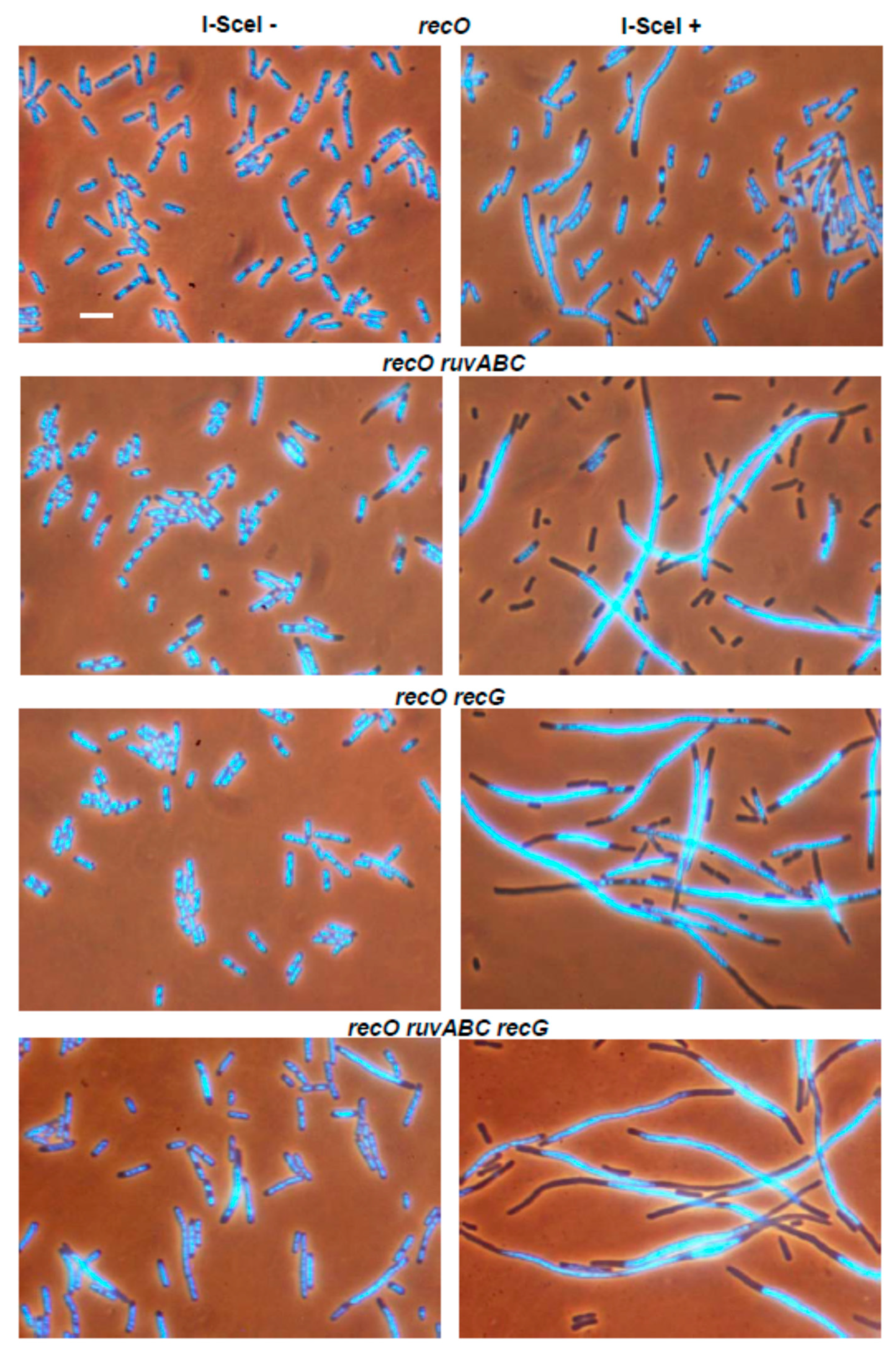 Microorganisms 11 00701 g003 Microorganisms 11 00701 g003