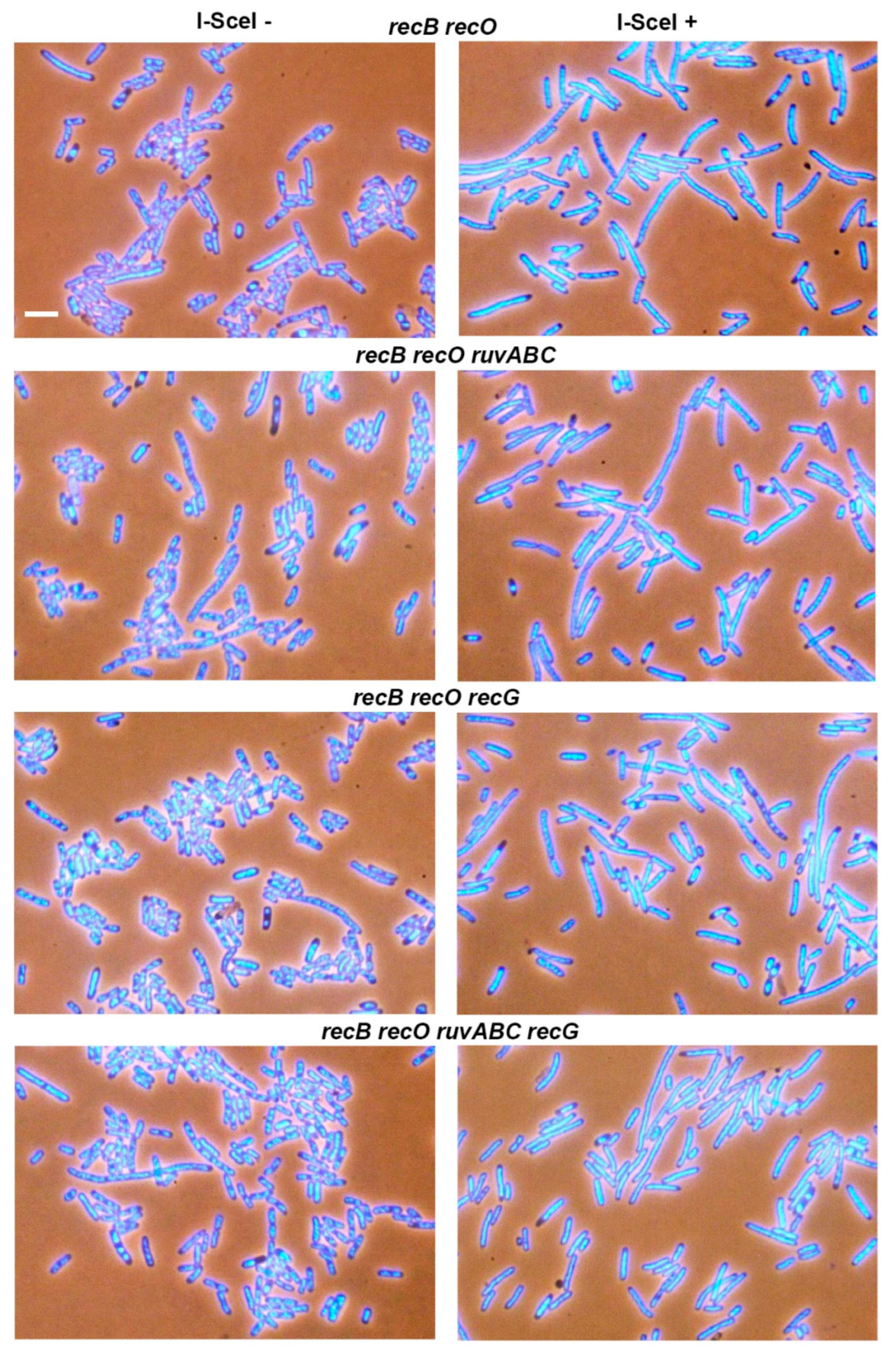 Microorganisms 11 00701 g004 Microorganisms 11 00701 g004
