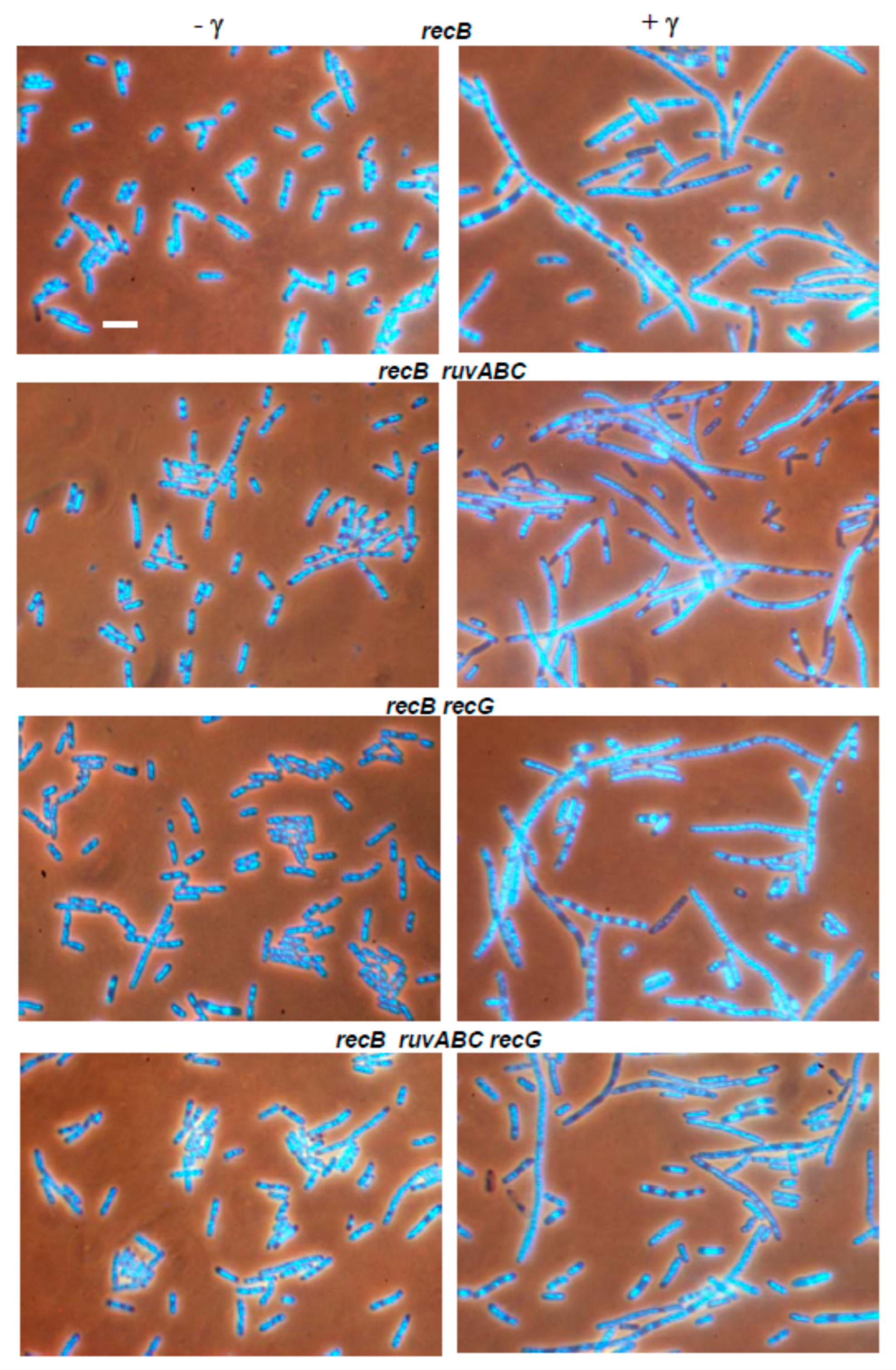 Microorganisms 11 00701 g007 Microorganisms 11 00701 g007