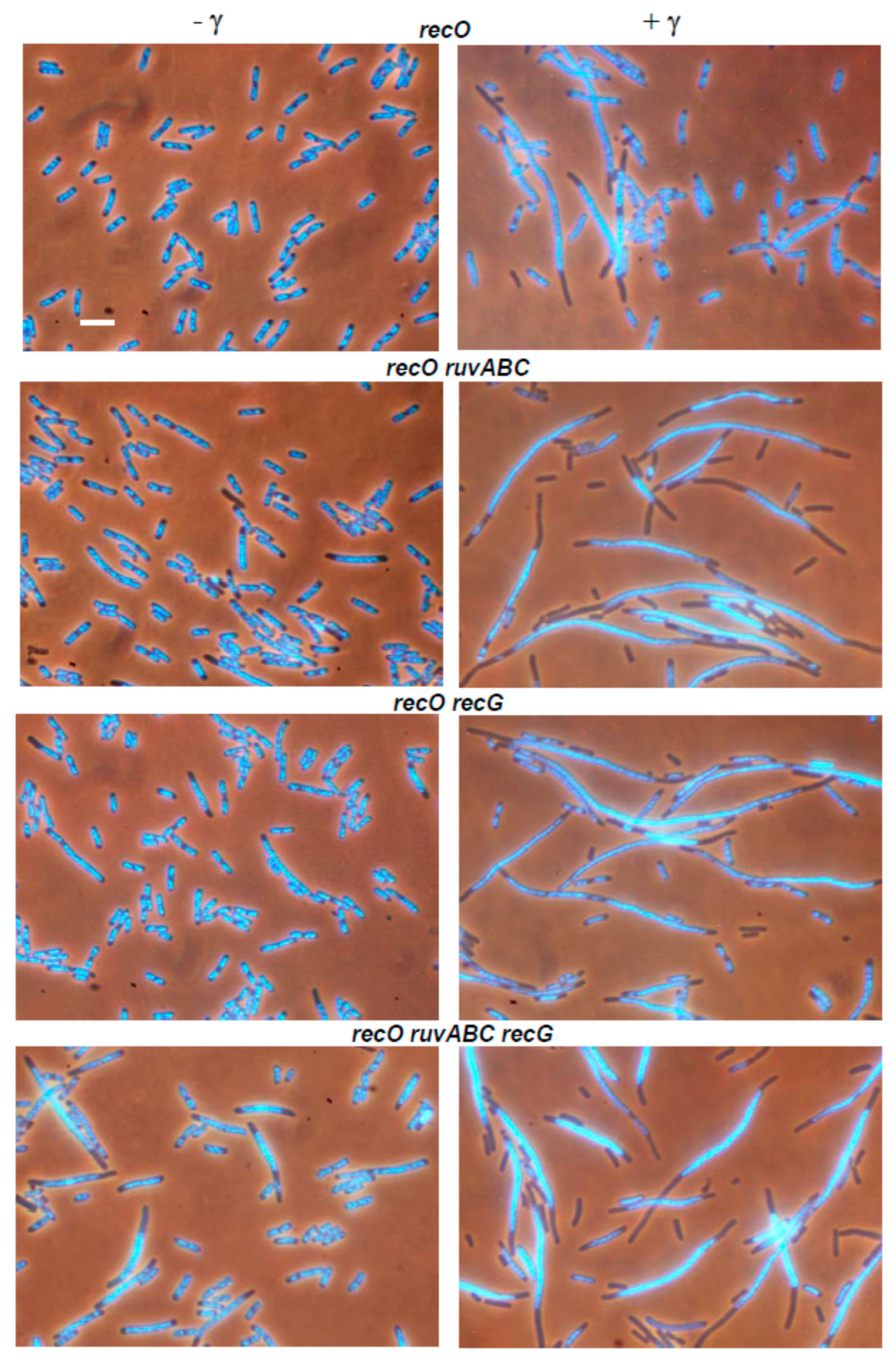 Microorganisms 11 00701 g008 Microorganisms 11 00701 g008