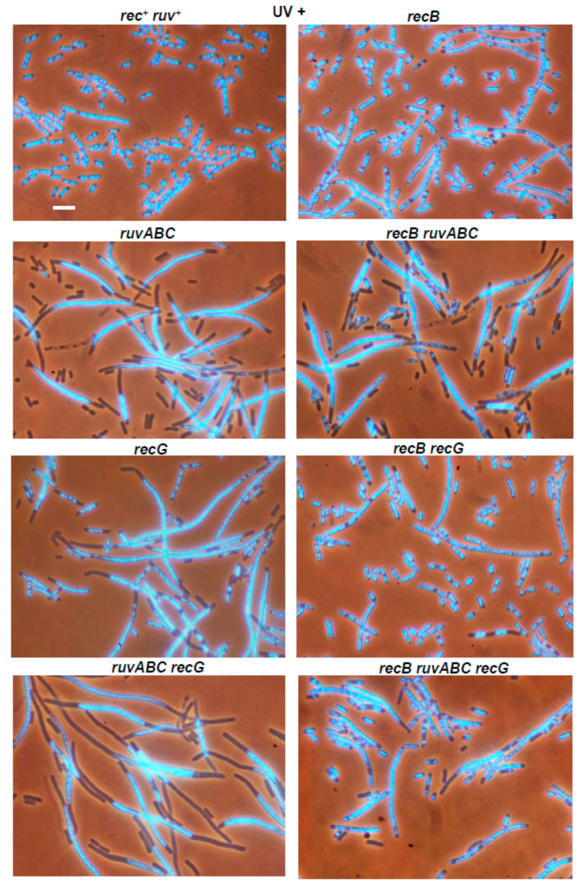 Microorganisms 11 00701 g011a Microorganisms 11 00701 g011a