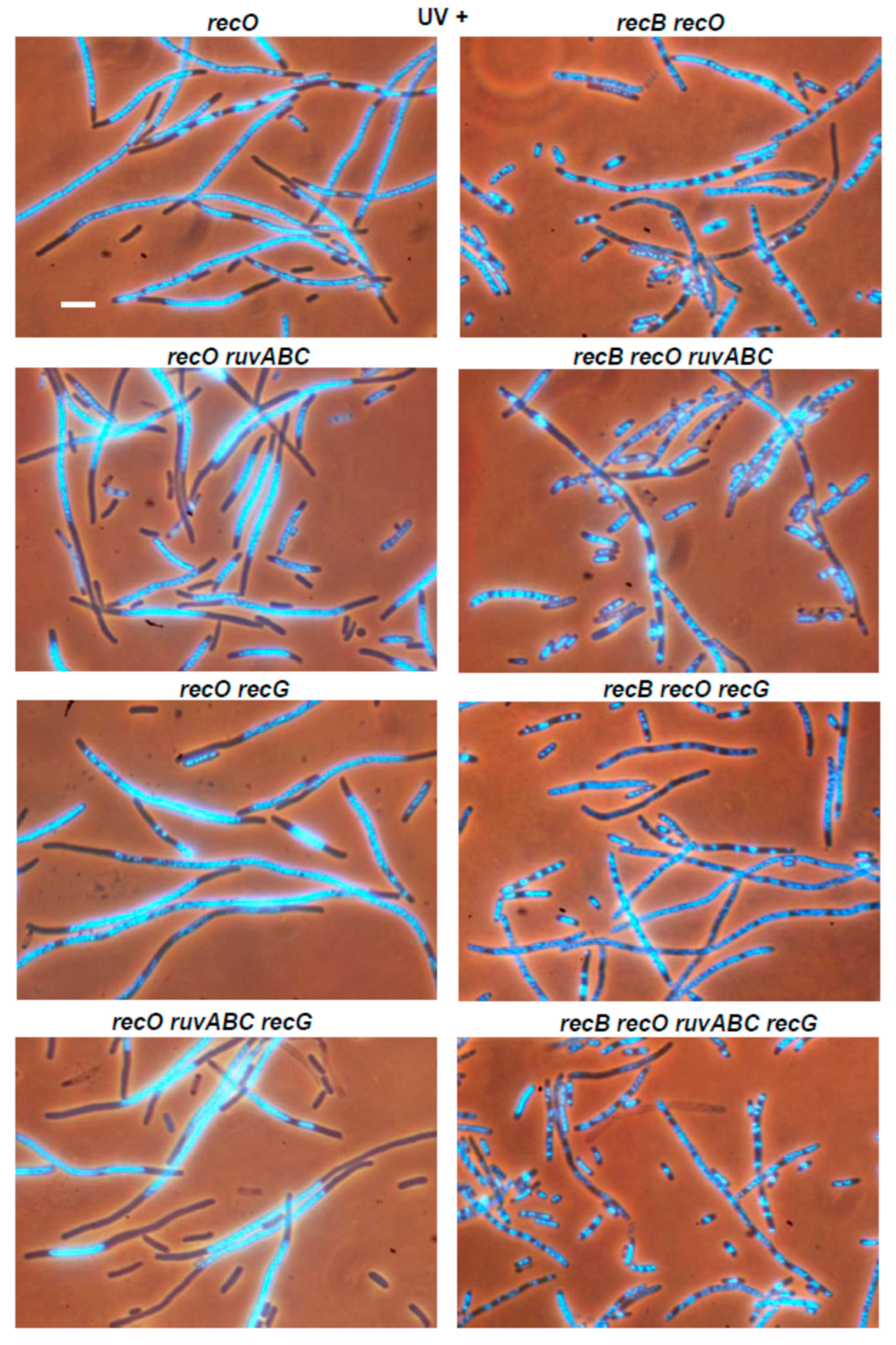 Microorganisms 11 00701 g011b Microorganisms 11 00701 g011b