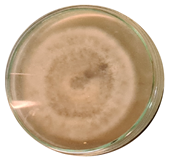 Microorganisms 11 00707 i001 Microorganisms 11 00707 i001