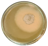 Microorganisms 11 00707 i004 Microorganisms 11 00707 i004