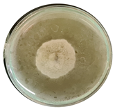 Microorganisms 11 00707 i005 Microorganisms 11 00707 i005