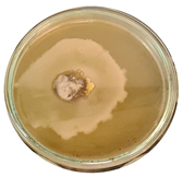 Microorganisms 11 00707 i008 Microorganisms 11 00707 i008