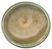 Microorganisms 11 00707 i009 Microorganisms 11 00707 i009