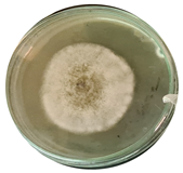 Microorganisms 11 00707 i011 Microorganisms 11 00707 i011