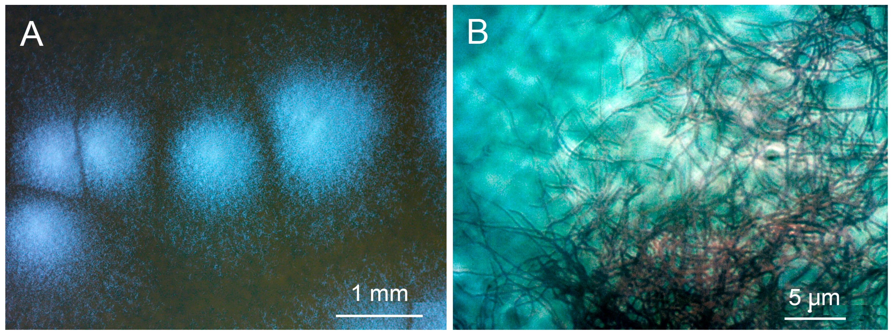 Microorganisms 11 00764 g001