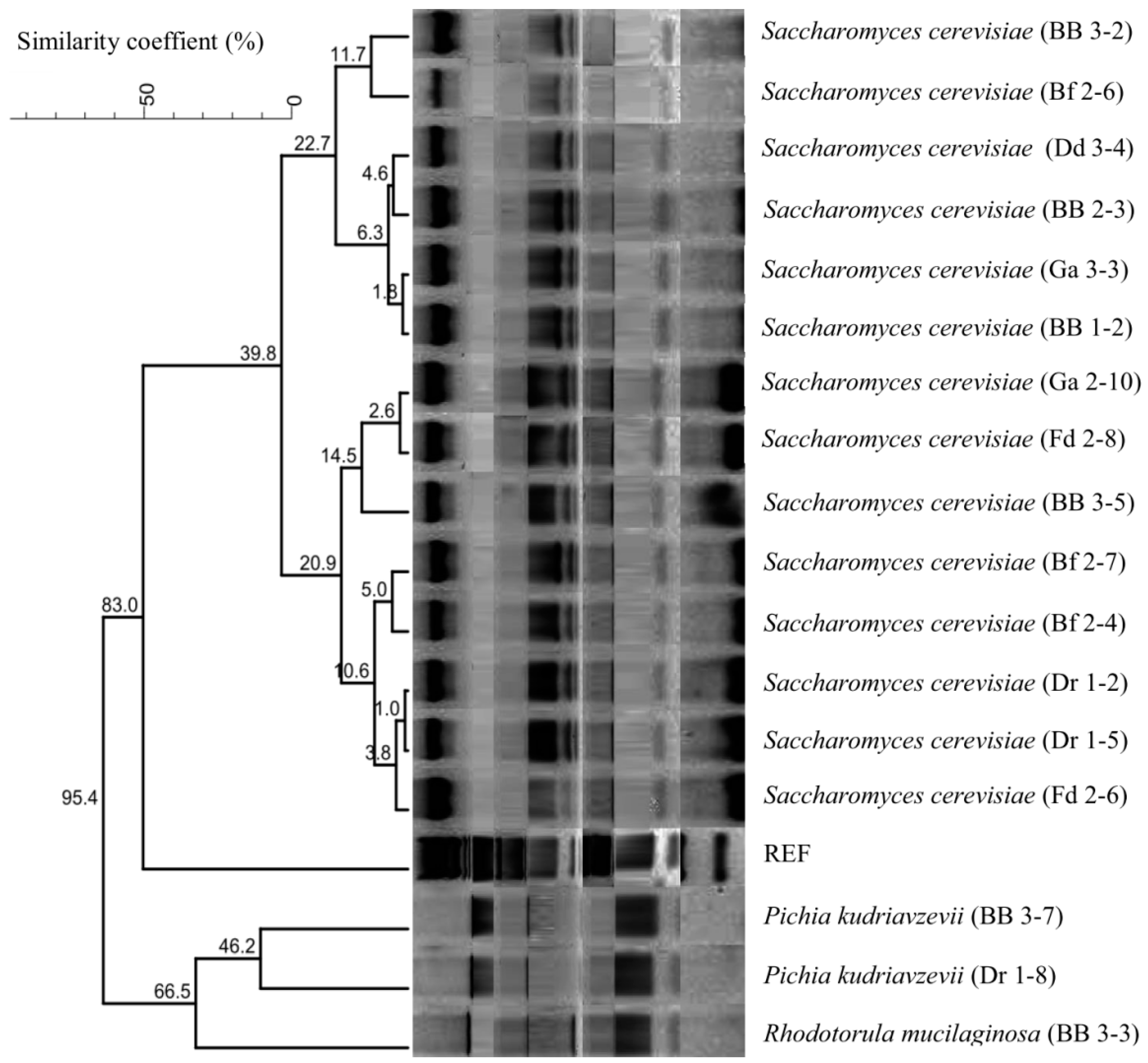Microorganisms 11 00802 g001