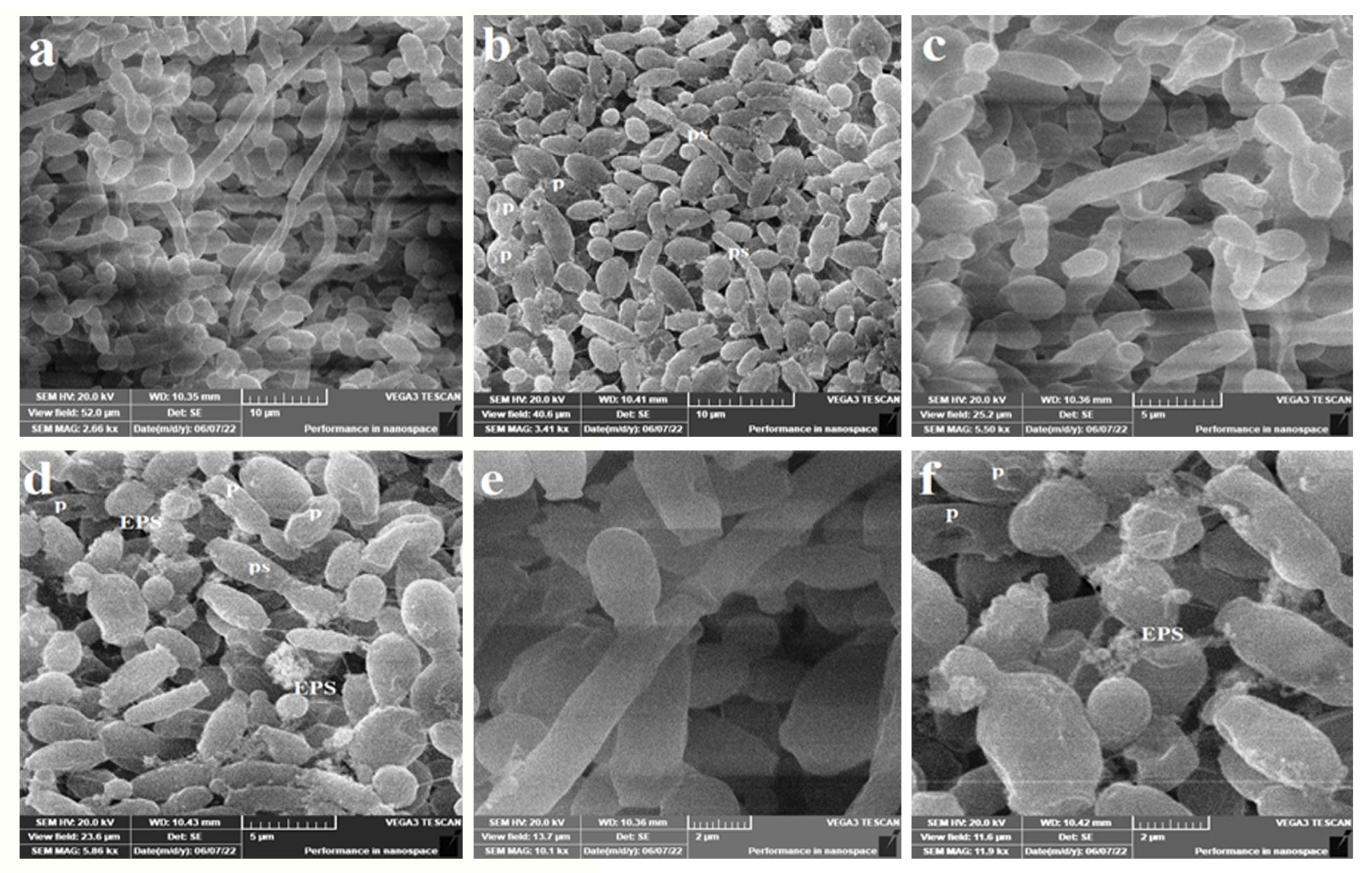 Microorganisms 11 00807 g005 Microorganisms 11 00807 g005