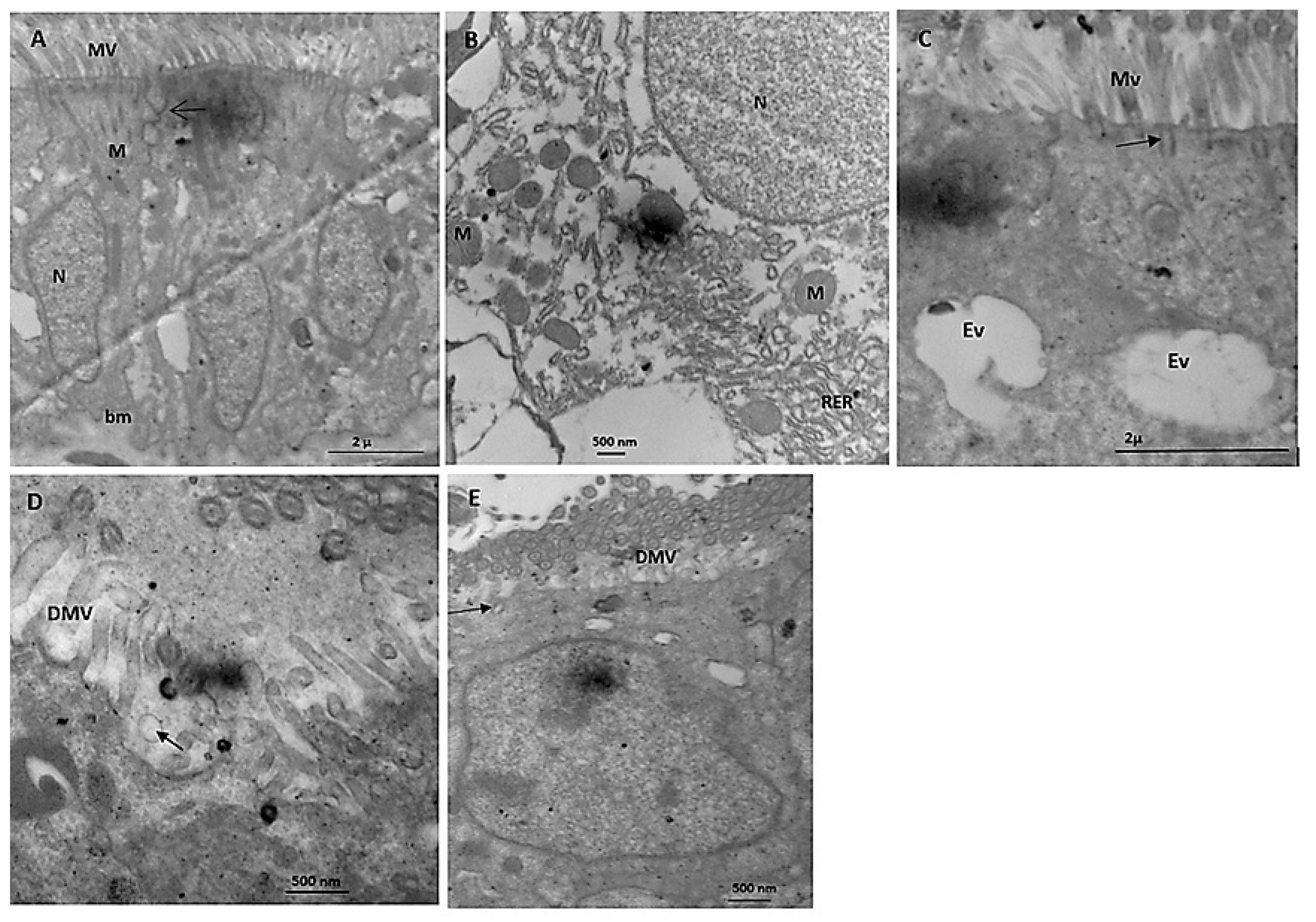 Microorganisms 11 00811 g007 Microorganisms 11 00811 g007