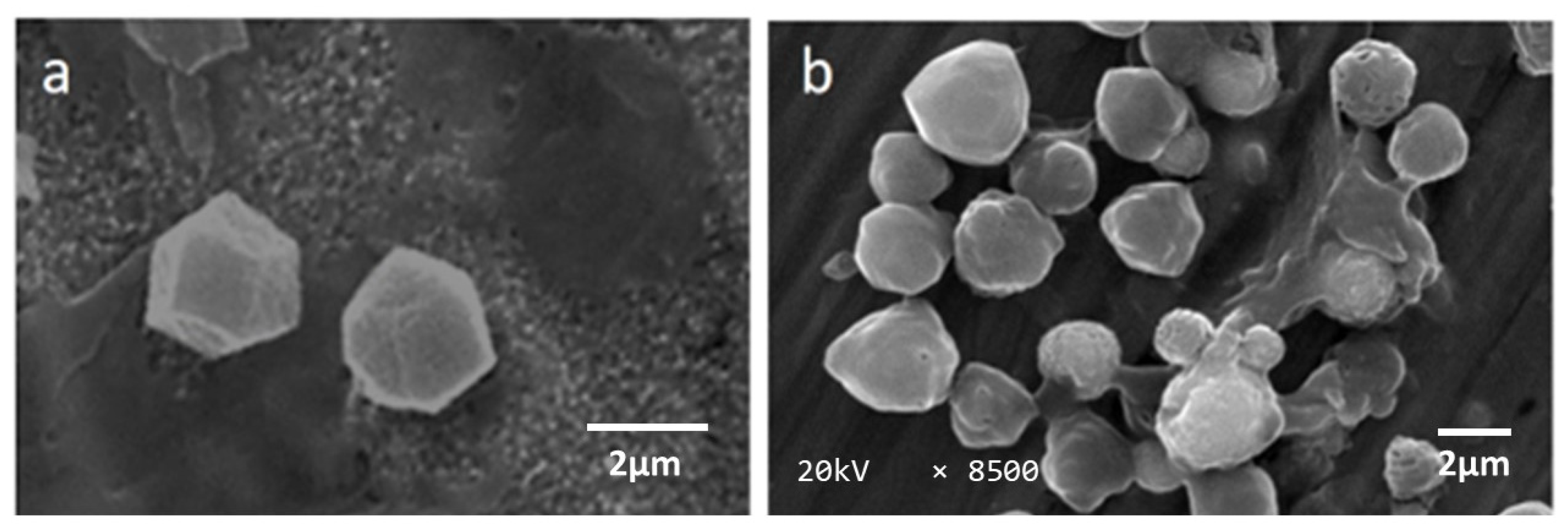 Microorganisms 11 00847 g001