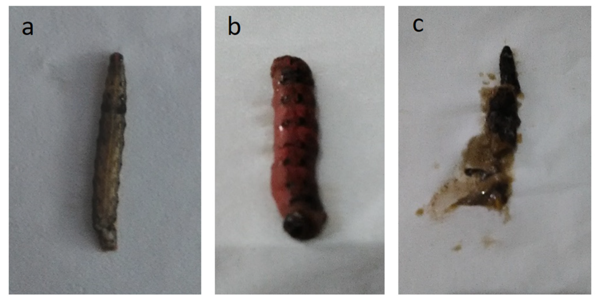 Microorganisms 11 00847 g005