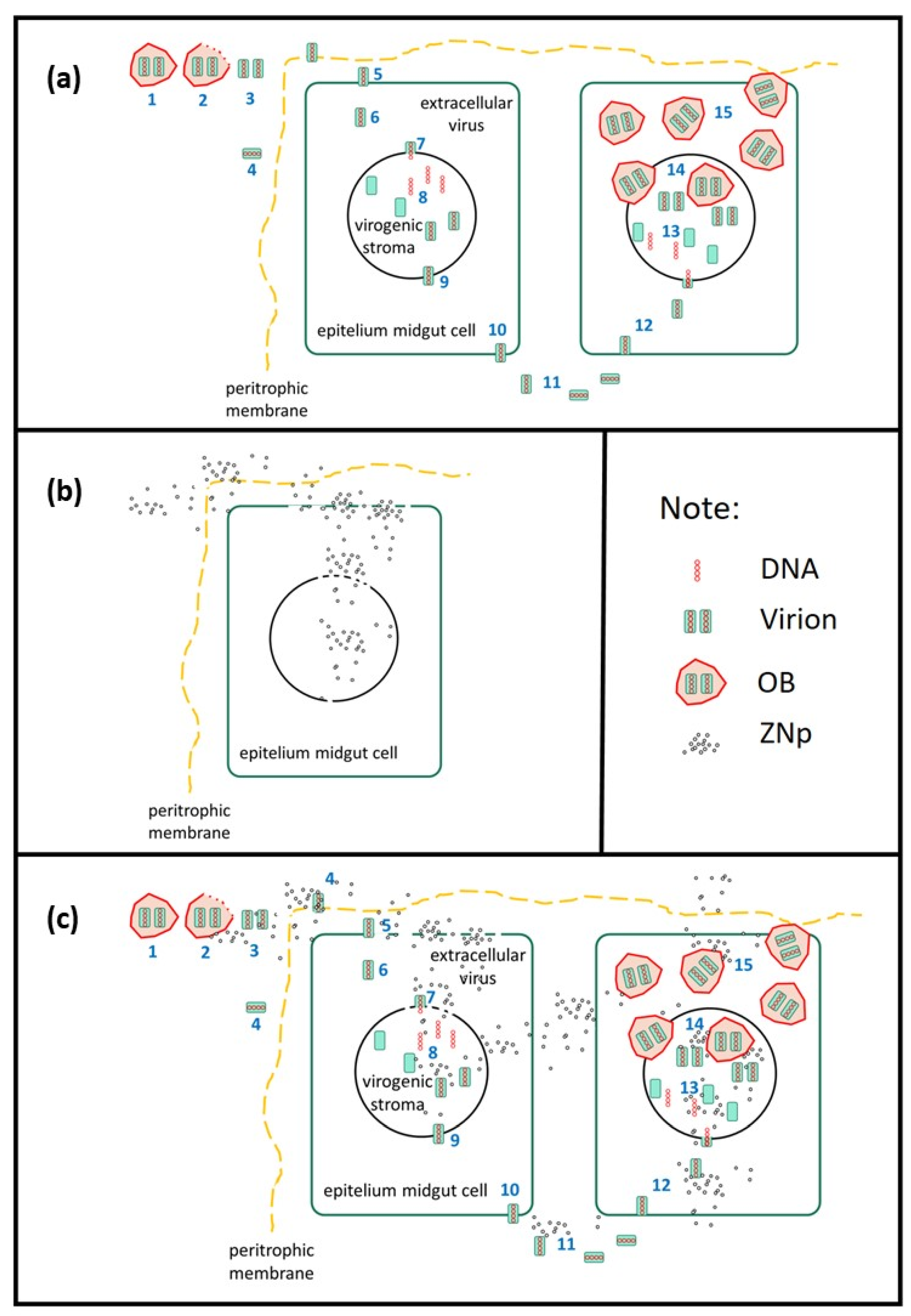 Microorganisms 11 00847 g007