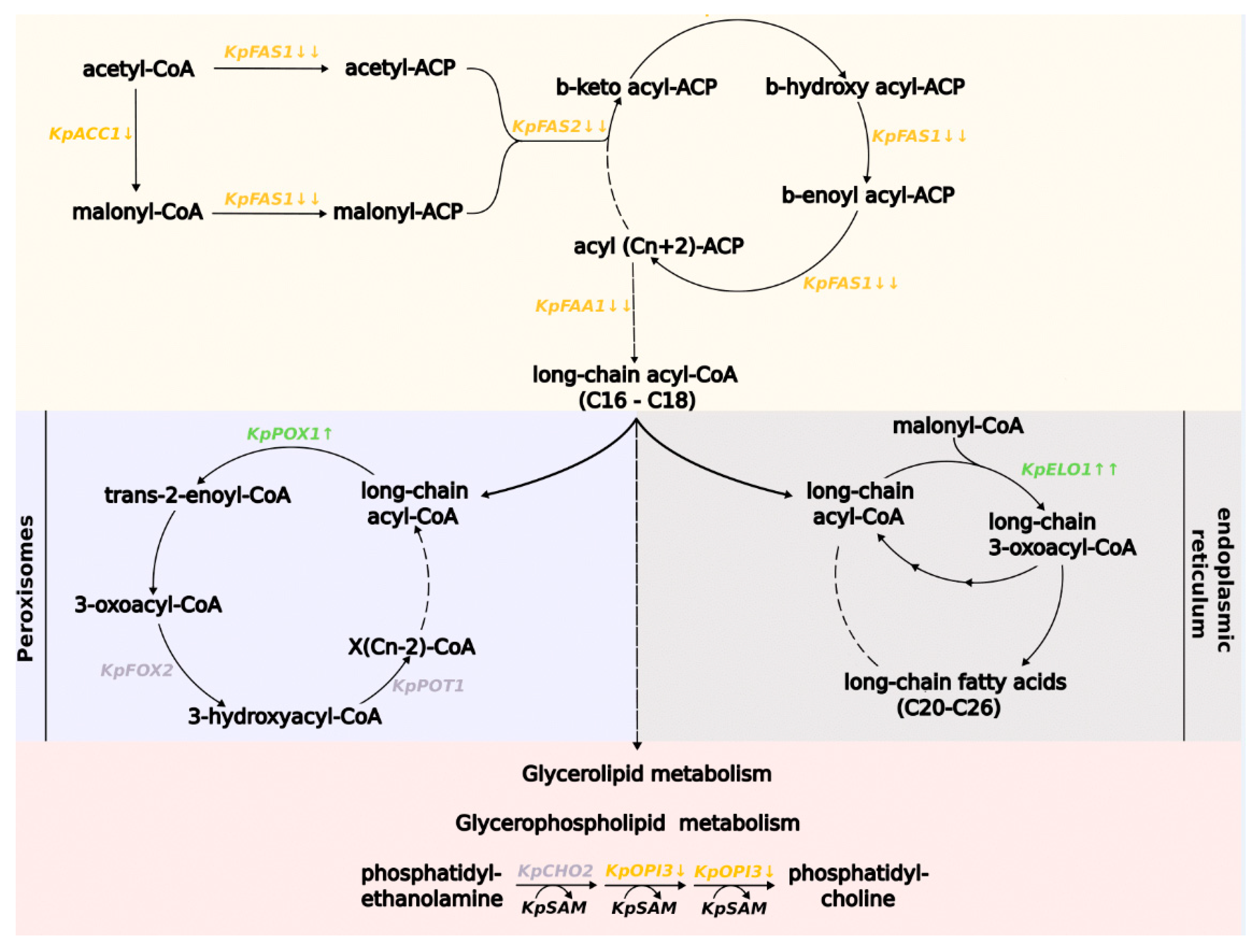 Microorganisms 11 00877 g003 Microorganisms 11 00877 g003