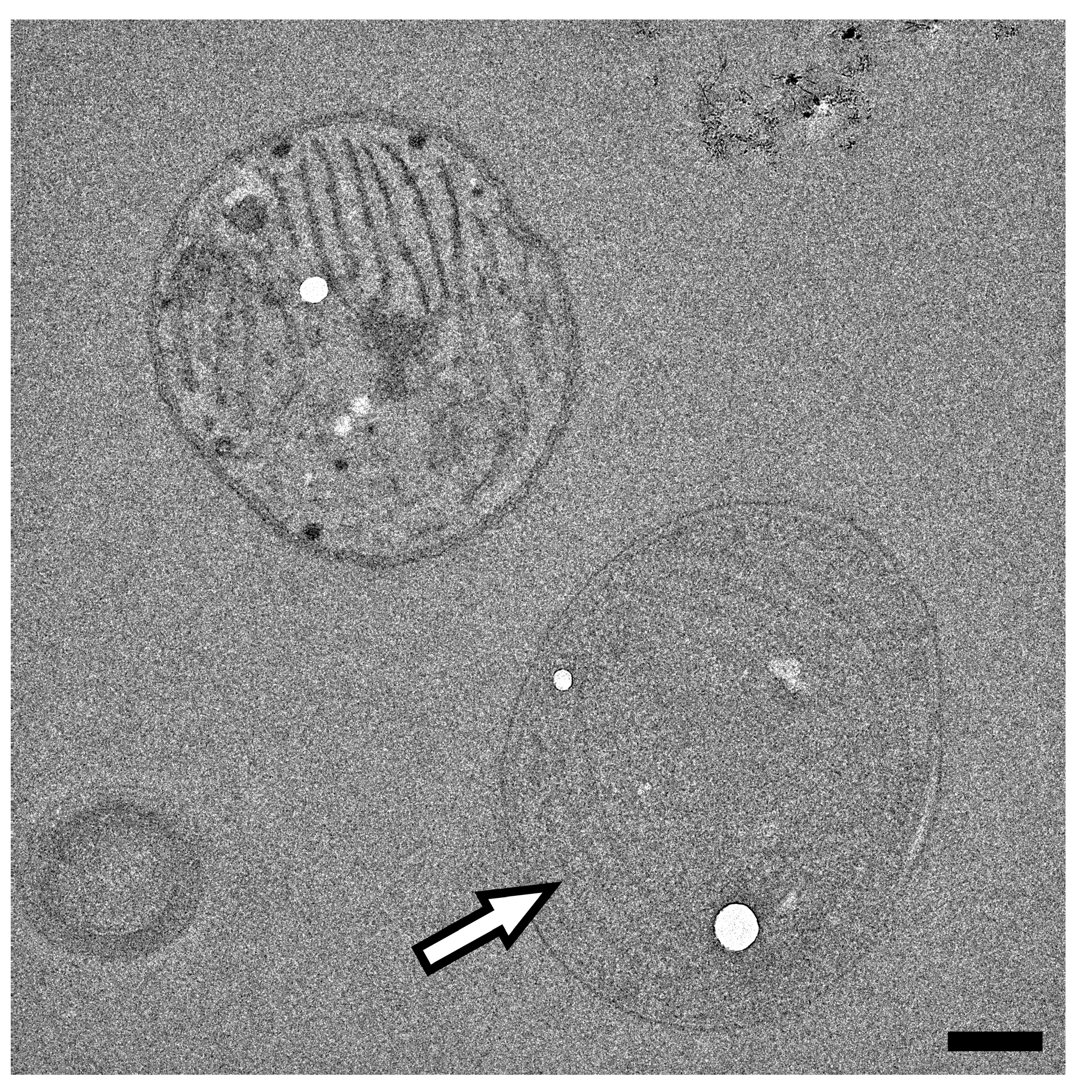 Microorganisms 11 00888 g003 Microorganisms 11 00888 g003