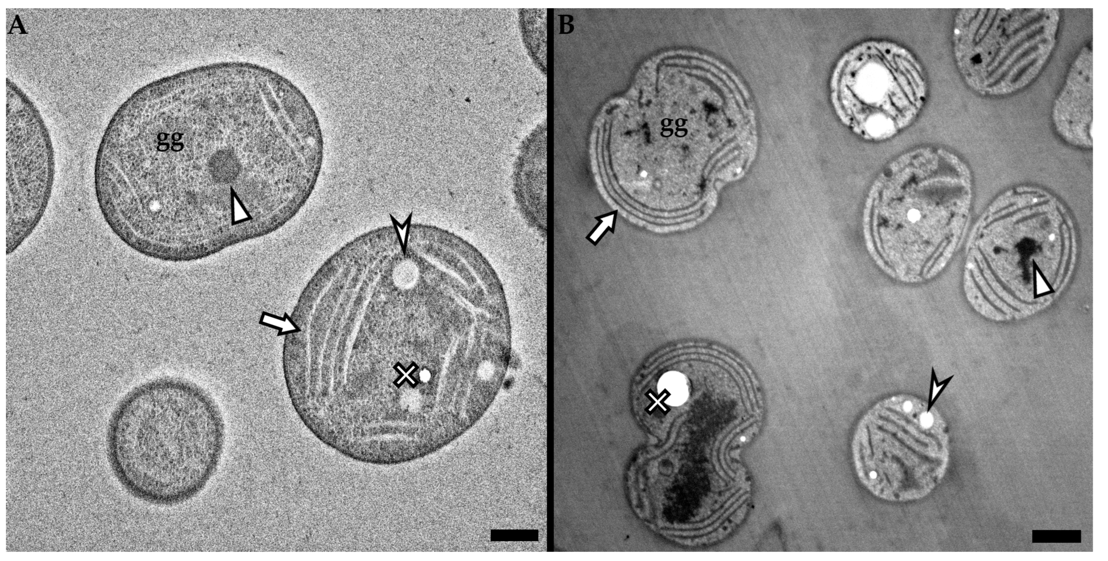 Microorganisms 11 00888 g004 Microorganisms 11 00888 g004