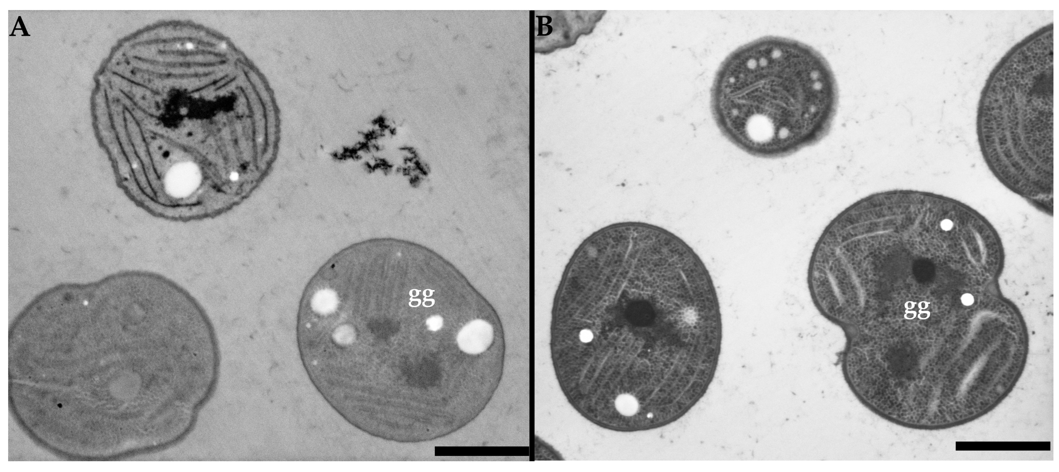 Microorganisms 11 00888 g006 Microorganisms 11 00888 g006