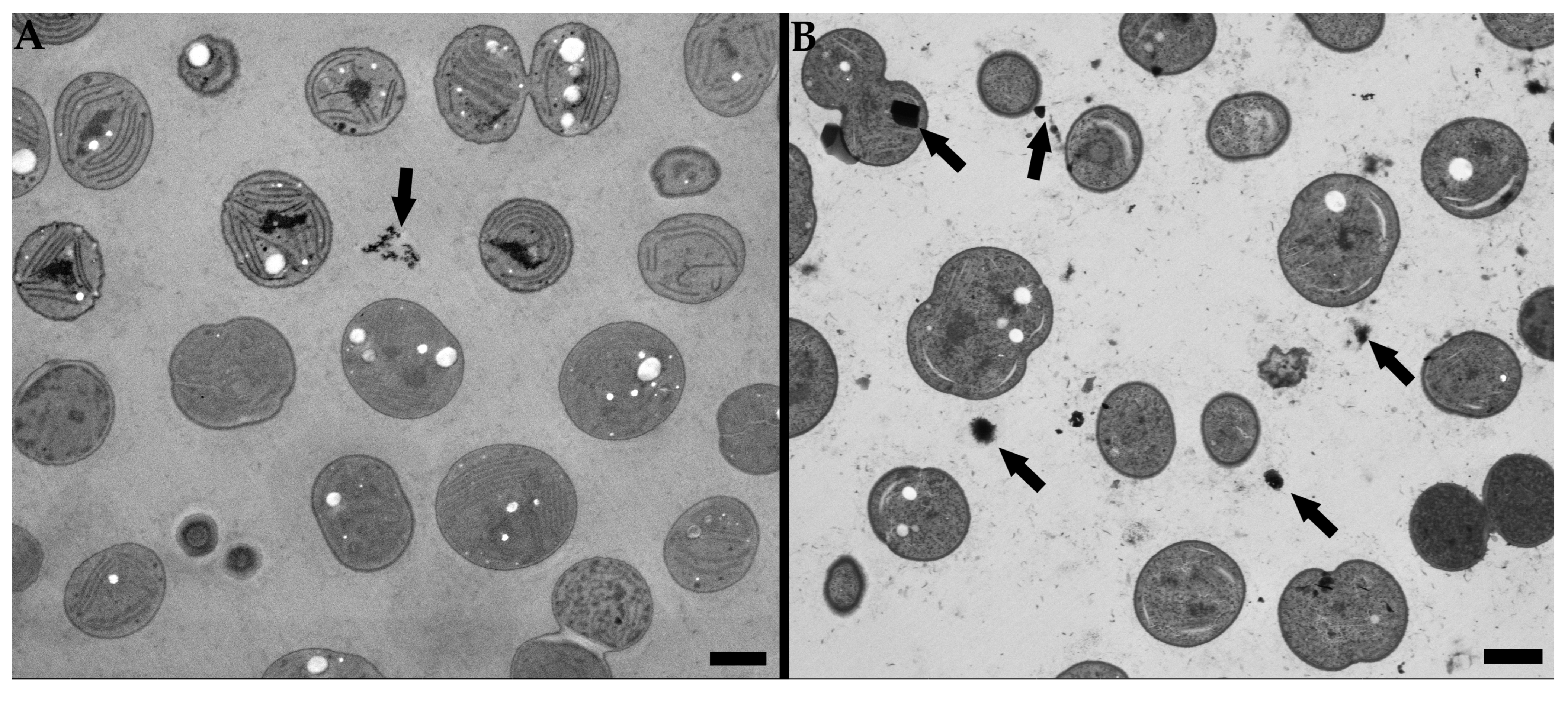 Microorganisms 11 00888 g007 Microorganisms 11 00888 g007