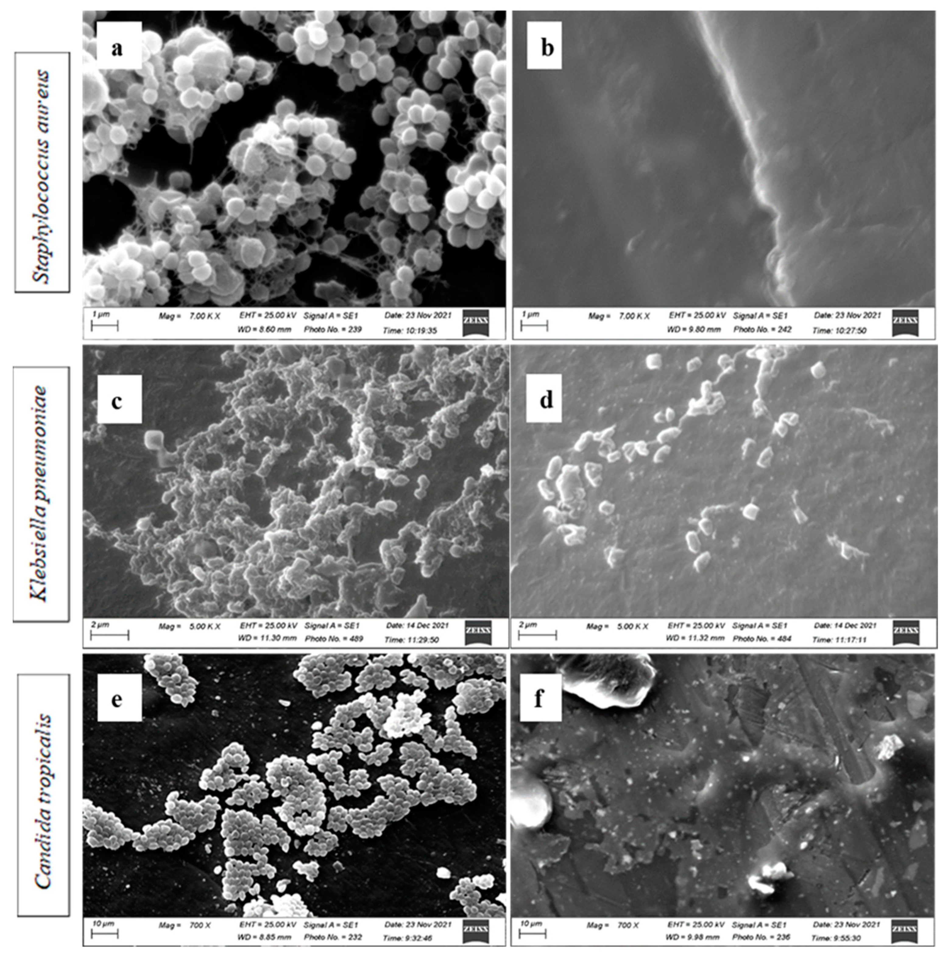 Microorganisms 11 00913 g007
