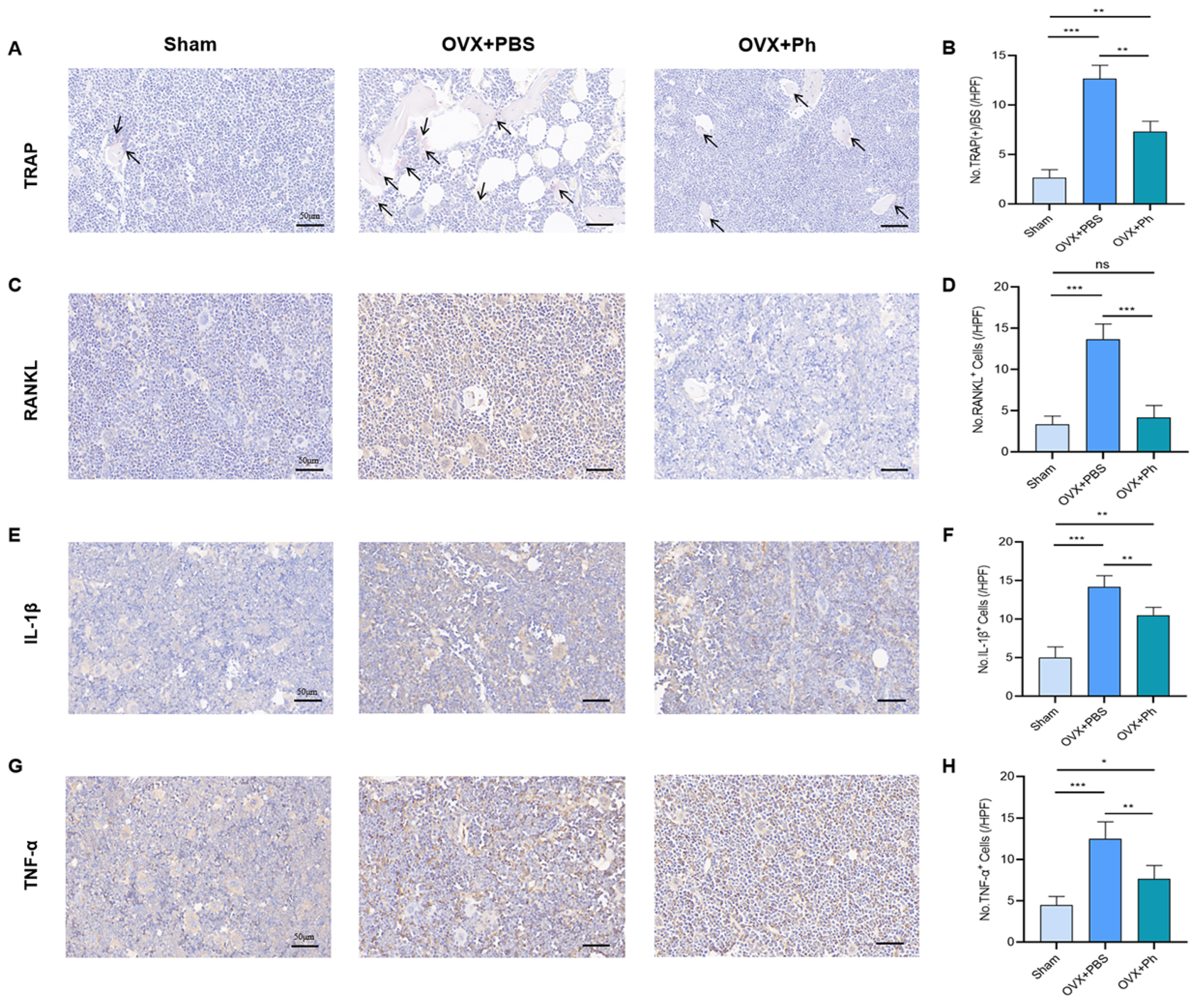 Microorganisms 11 00950 g003