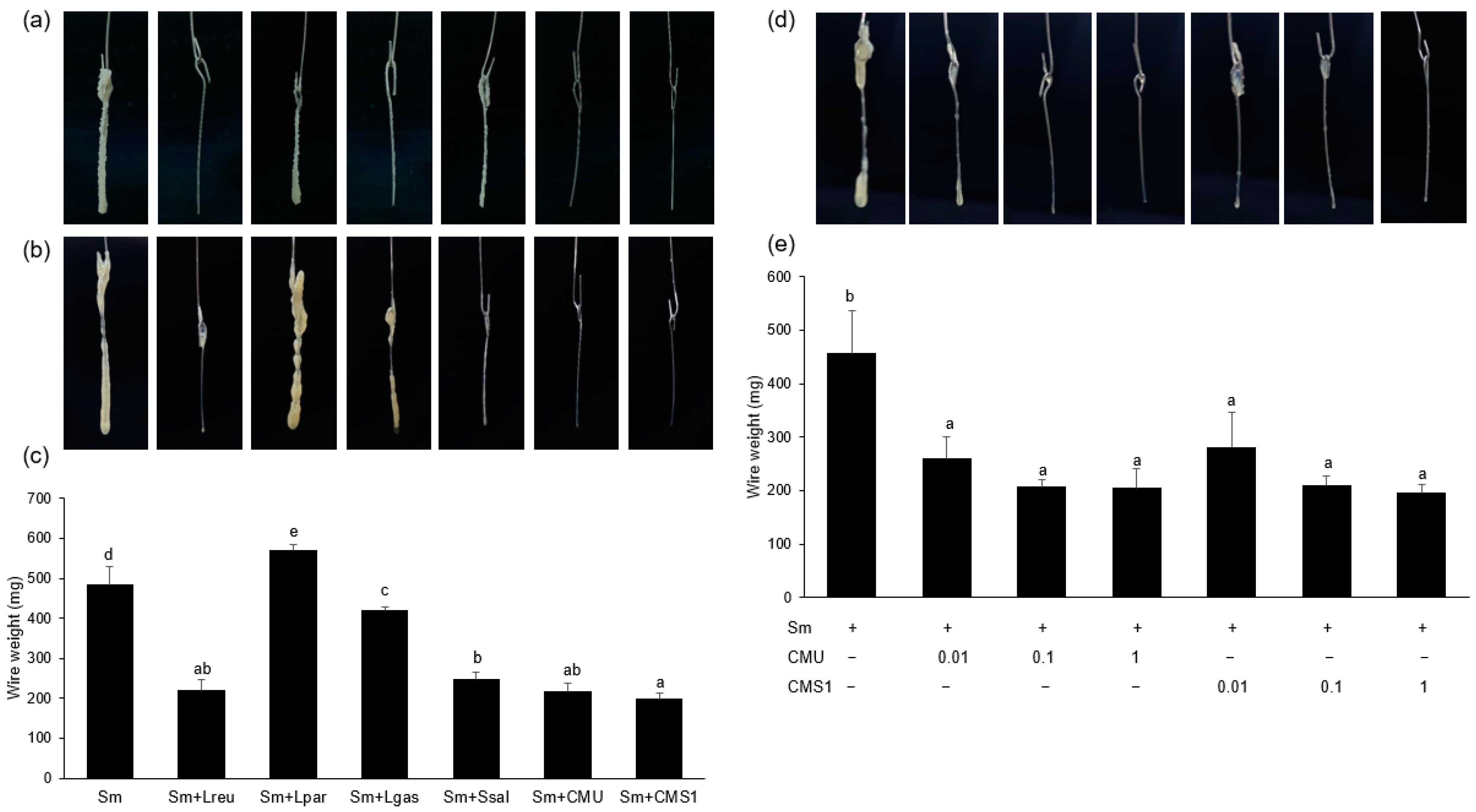 Microorganisms 11 00962 g001 Microorganisms 11 00962 g001