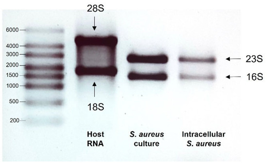 Microorganisms 11 01020 g001
