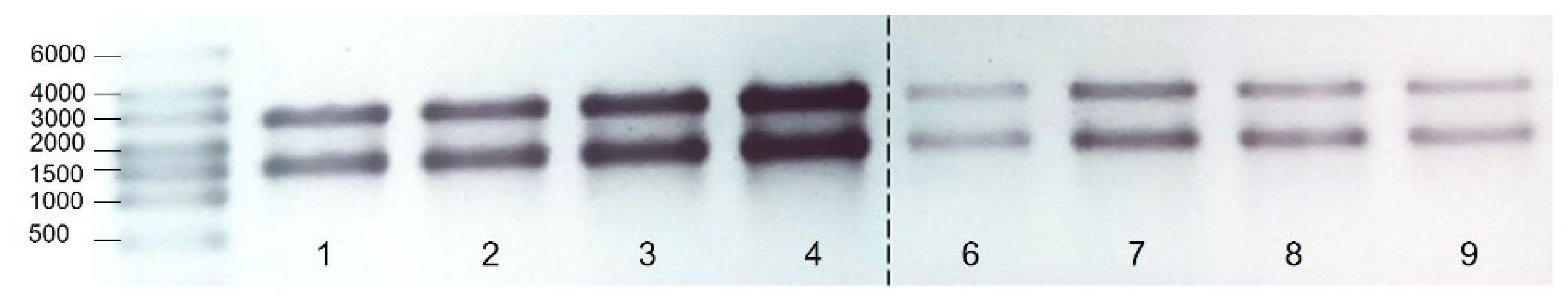 Microorganisms 11 01020 g002 Microorganisms 11 01020 g002