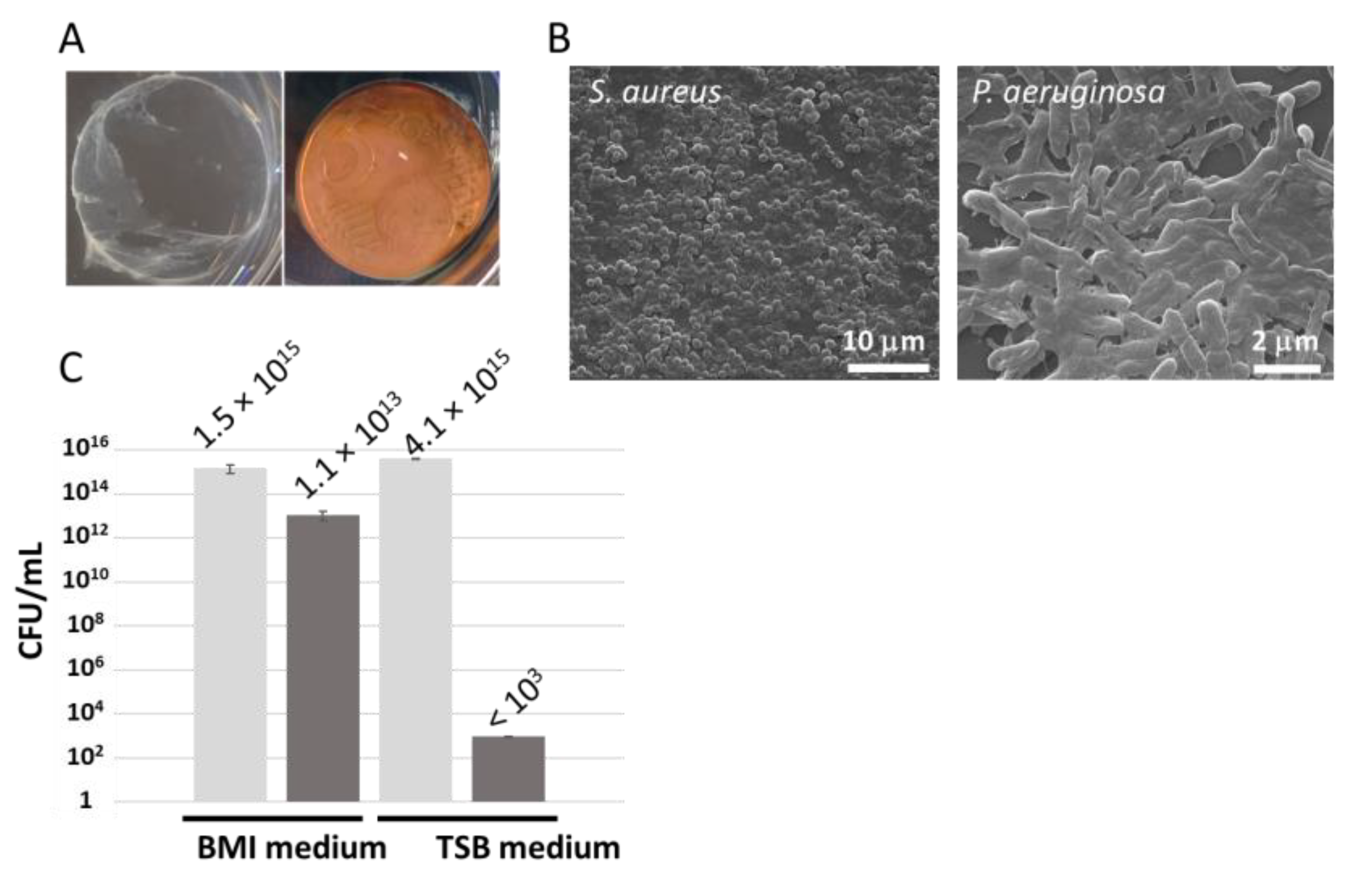 Microorganisms 11 01023 g001
